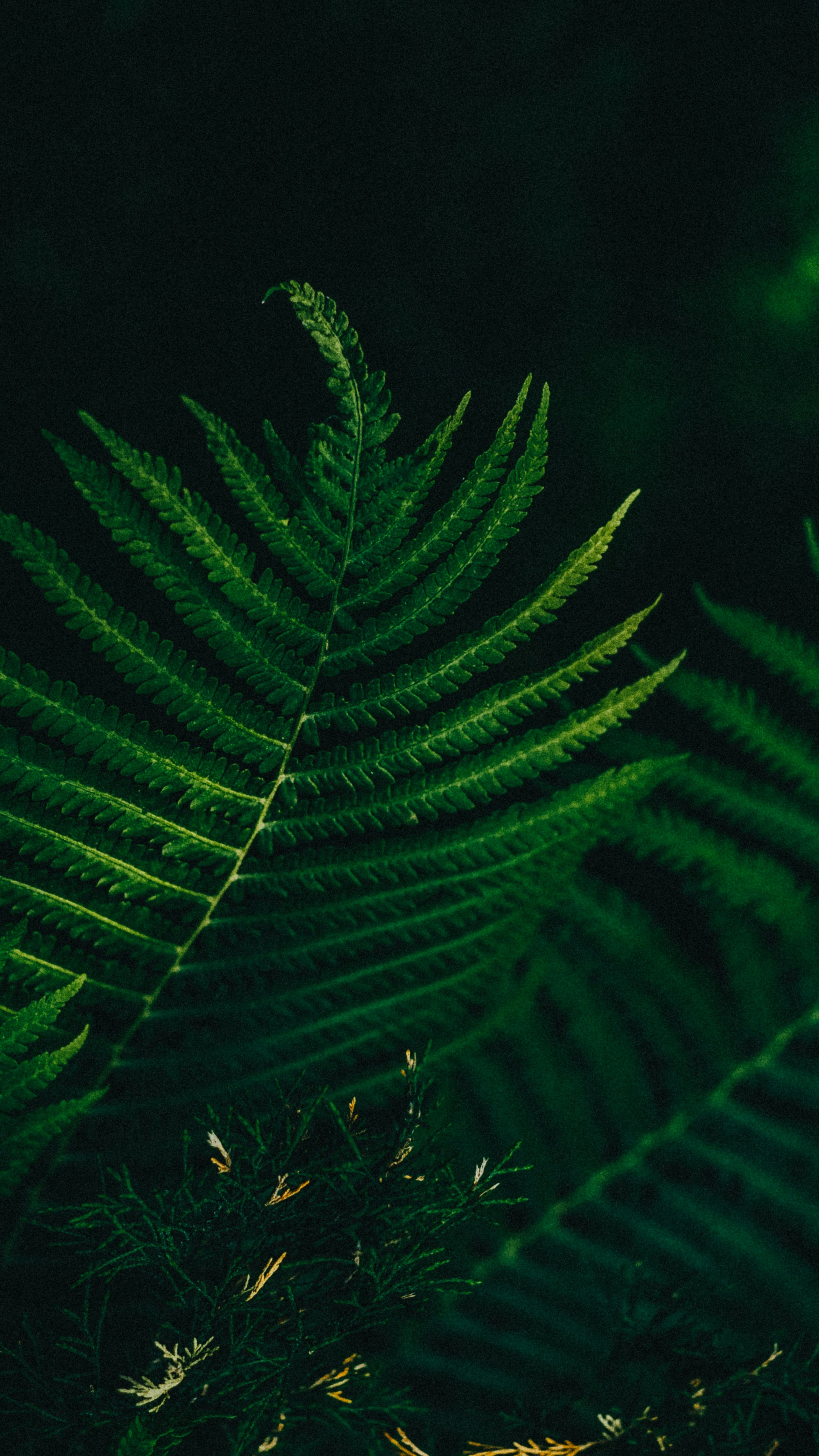 Wallpapers