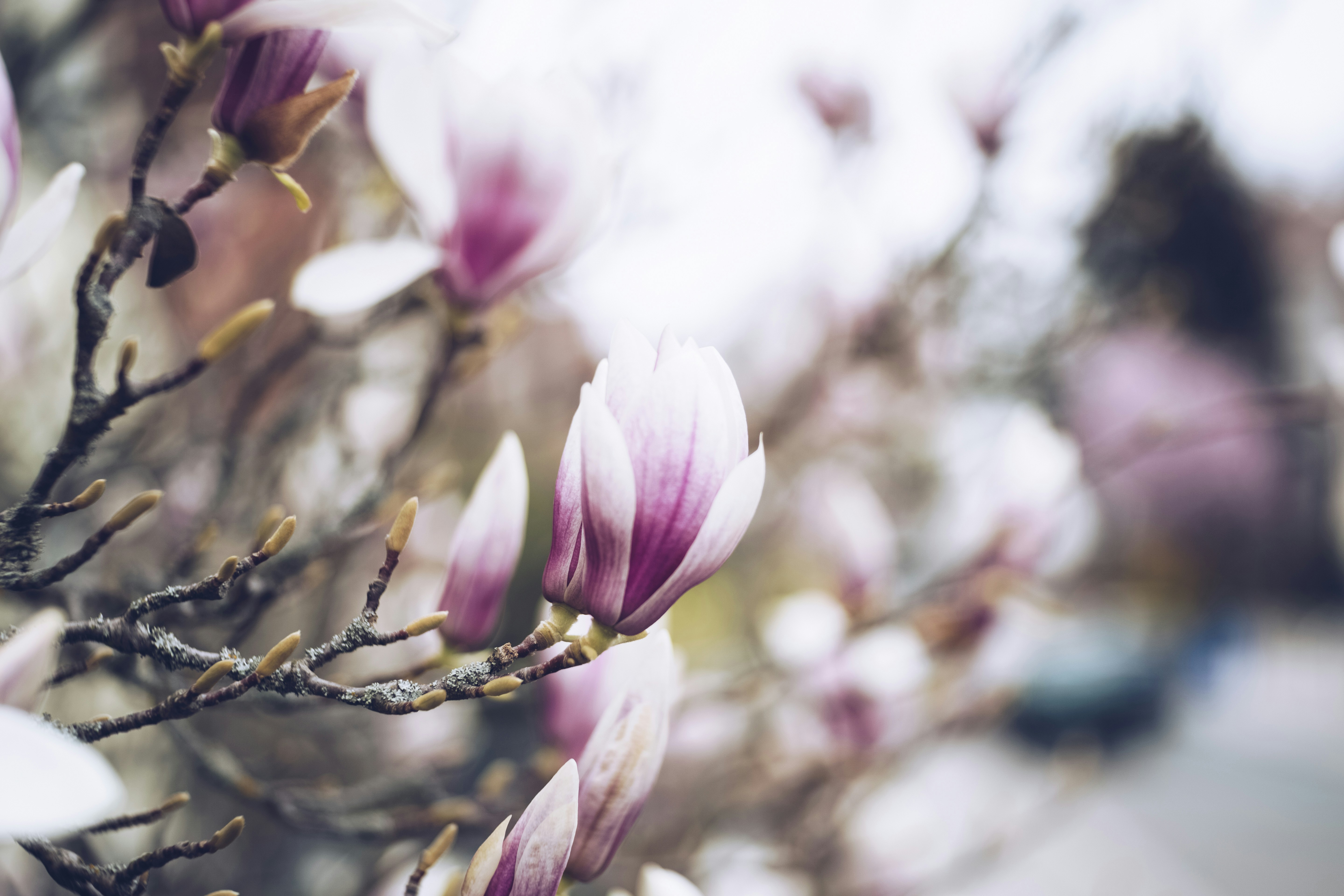 Pink Magnolia Bud on Branch — Plant Encyclopedia