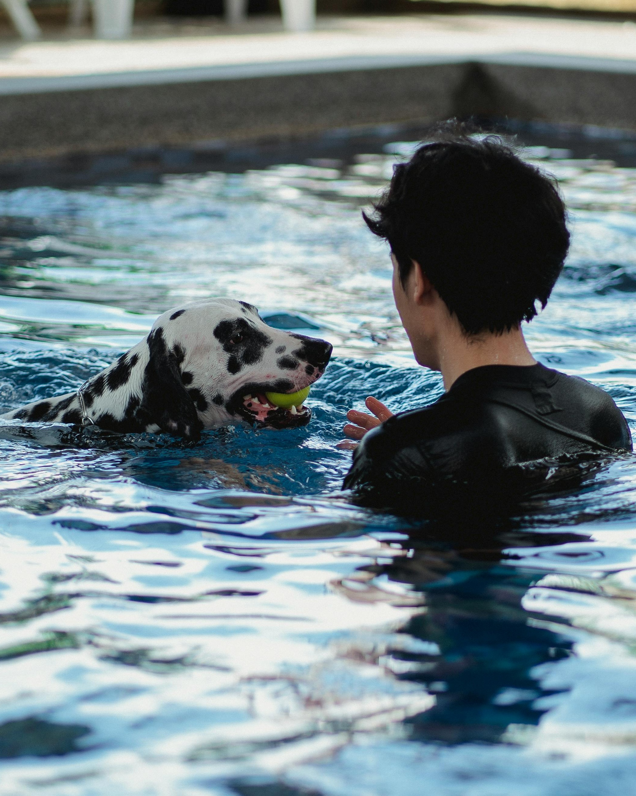 Man and Dalmatian Playing in Pool