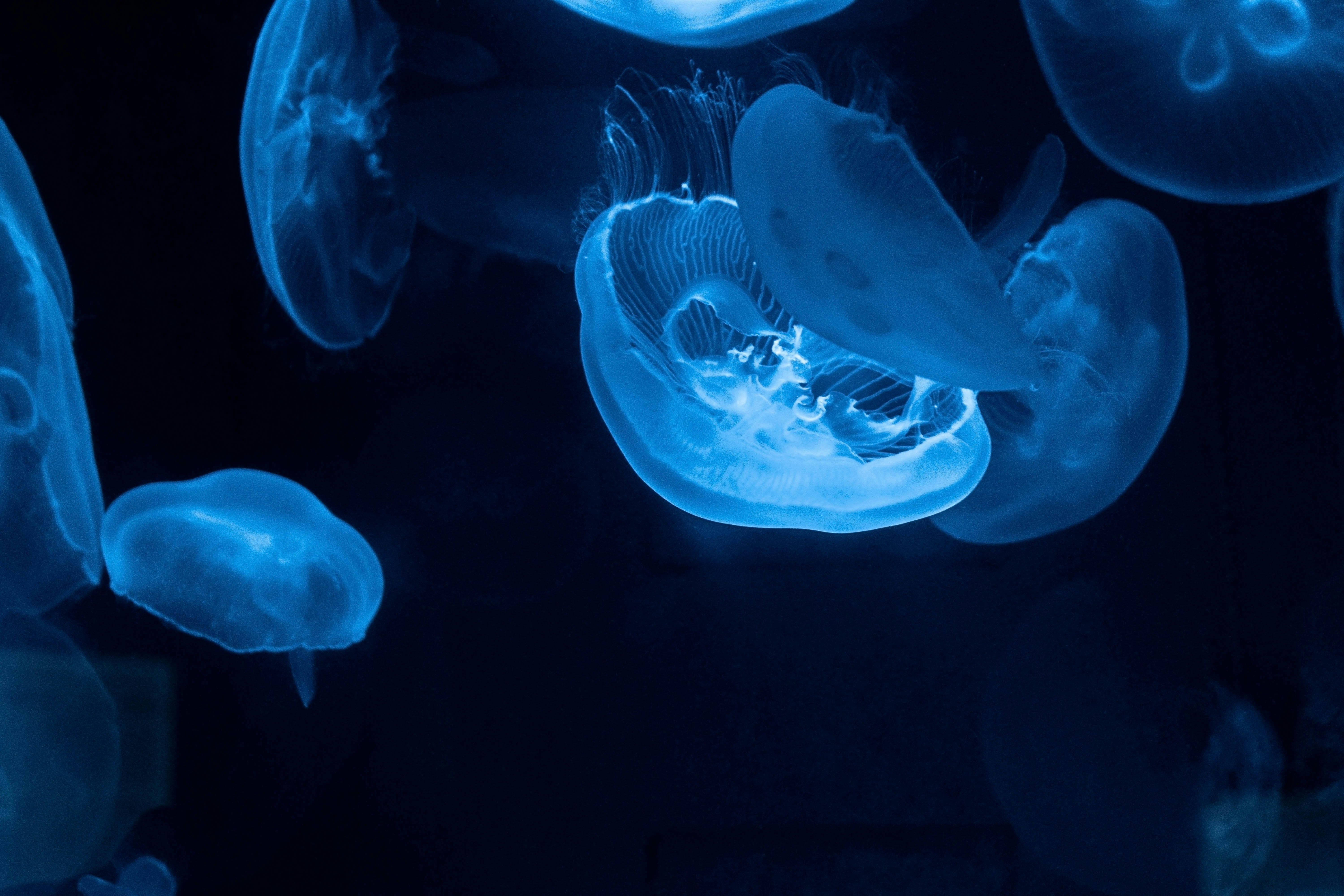 Glowing Blue Jellyfish