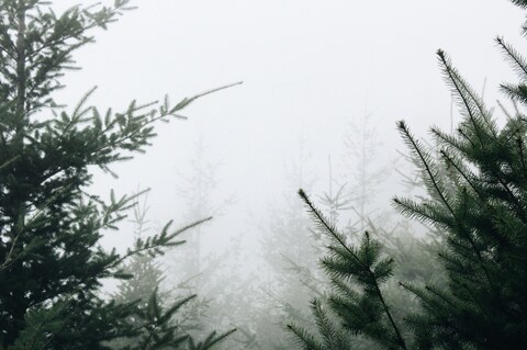 Foggy Fir Forest
