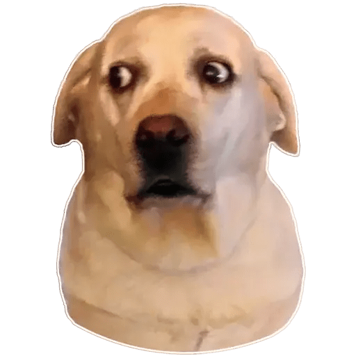 Shocked Yellow Labrador Dog Face