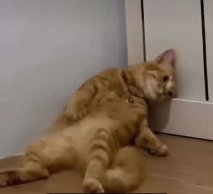 Orange Cat Sleeping Leaning Against Door