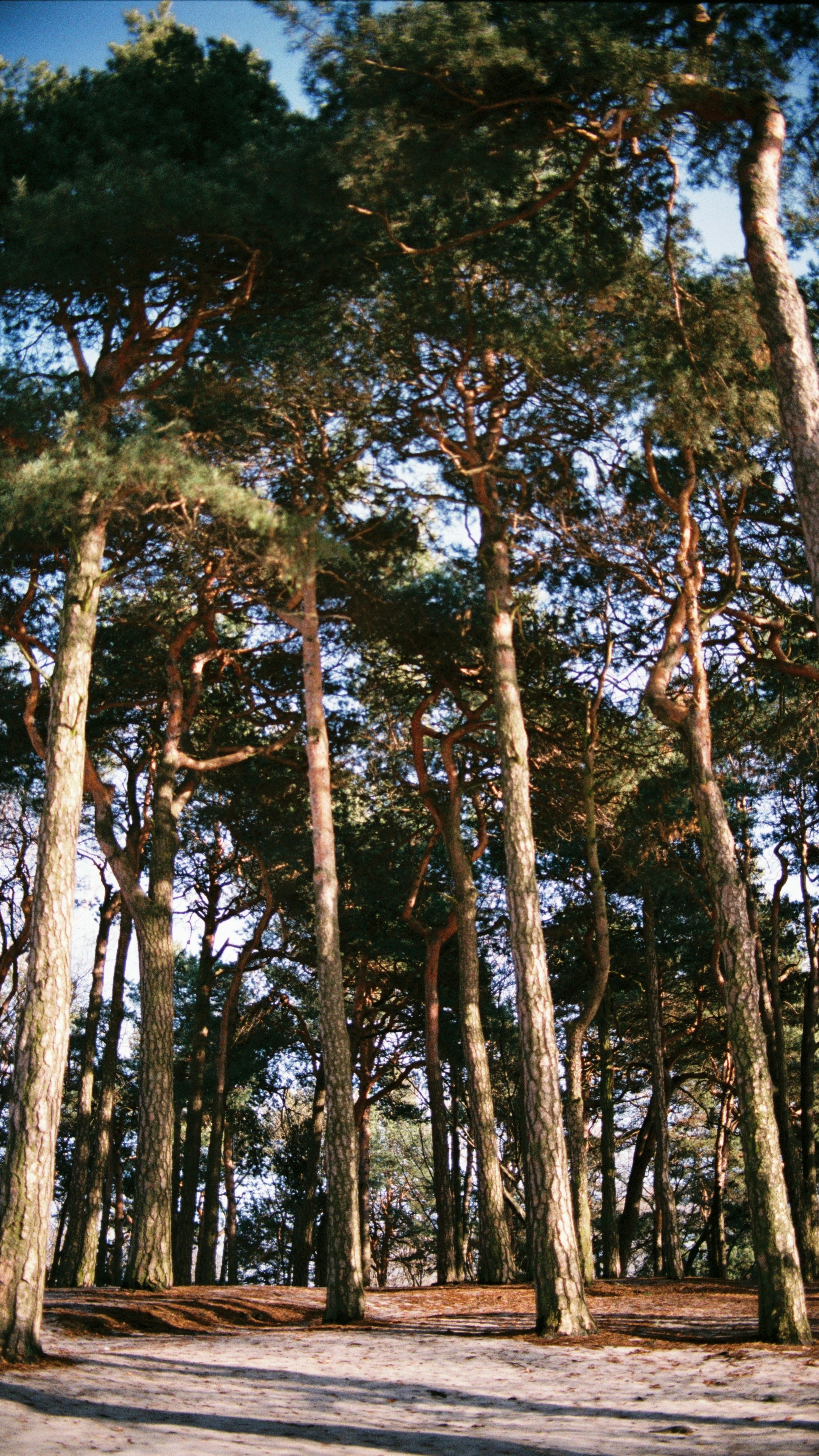 Sunlit Tall Pine Forest