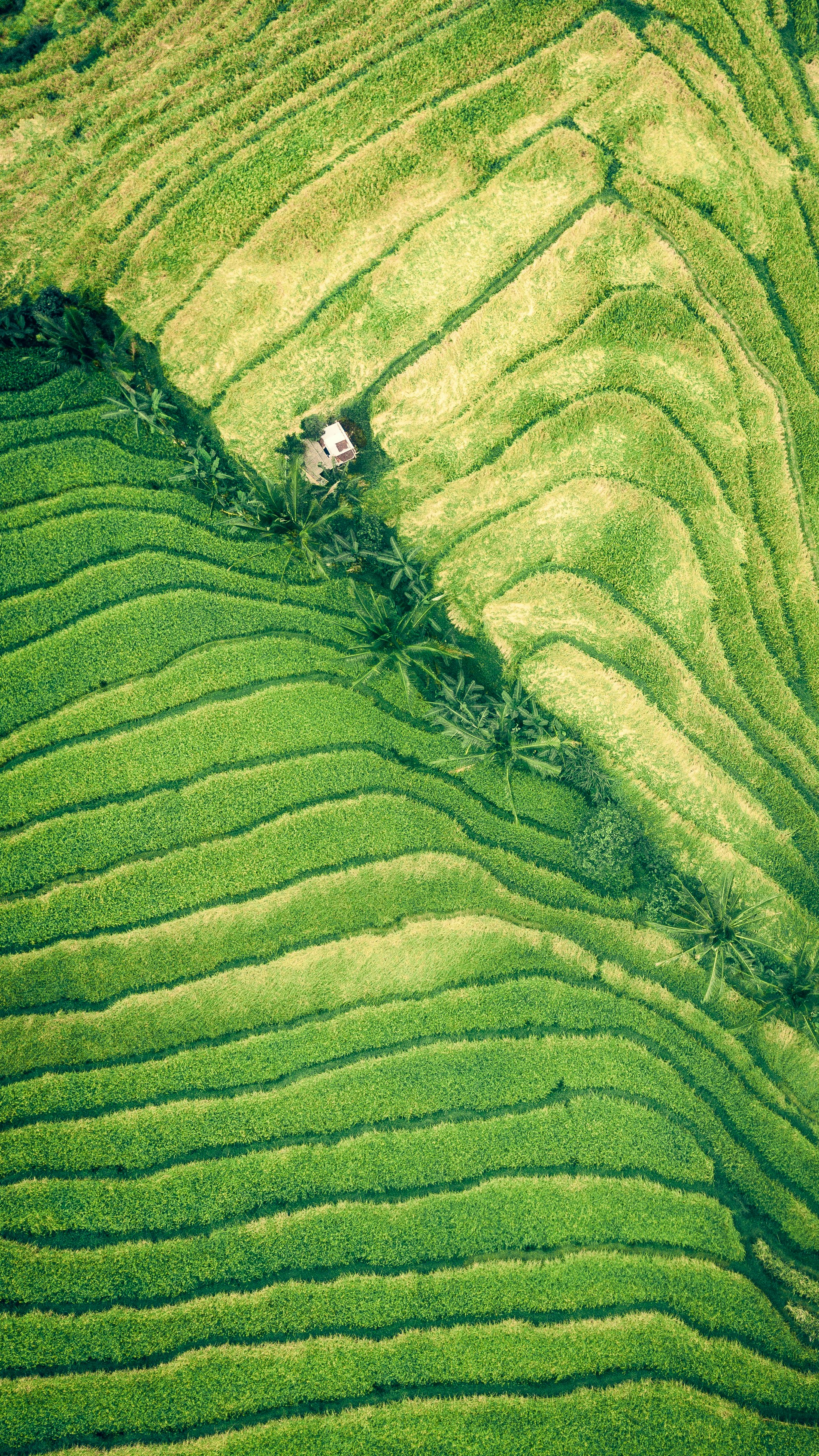 Wallpapers