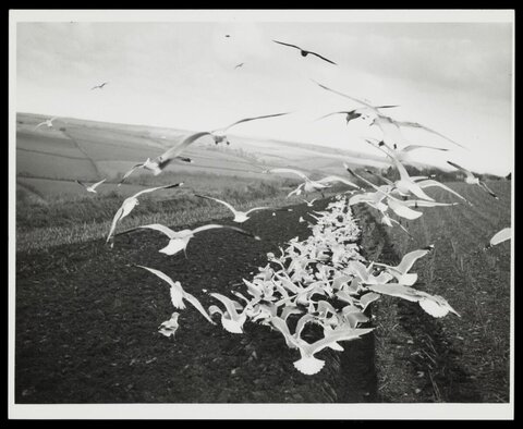 Flock of Gulls Over Plowed Farmland