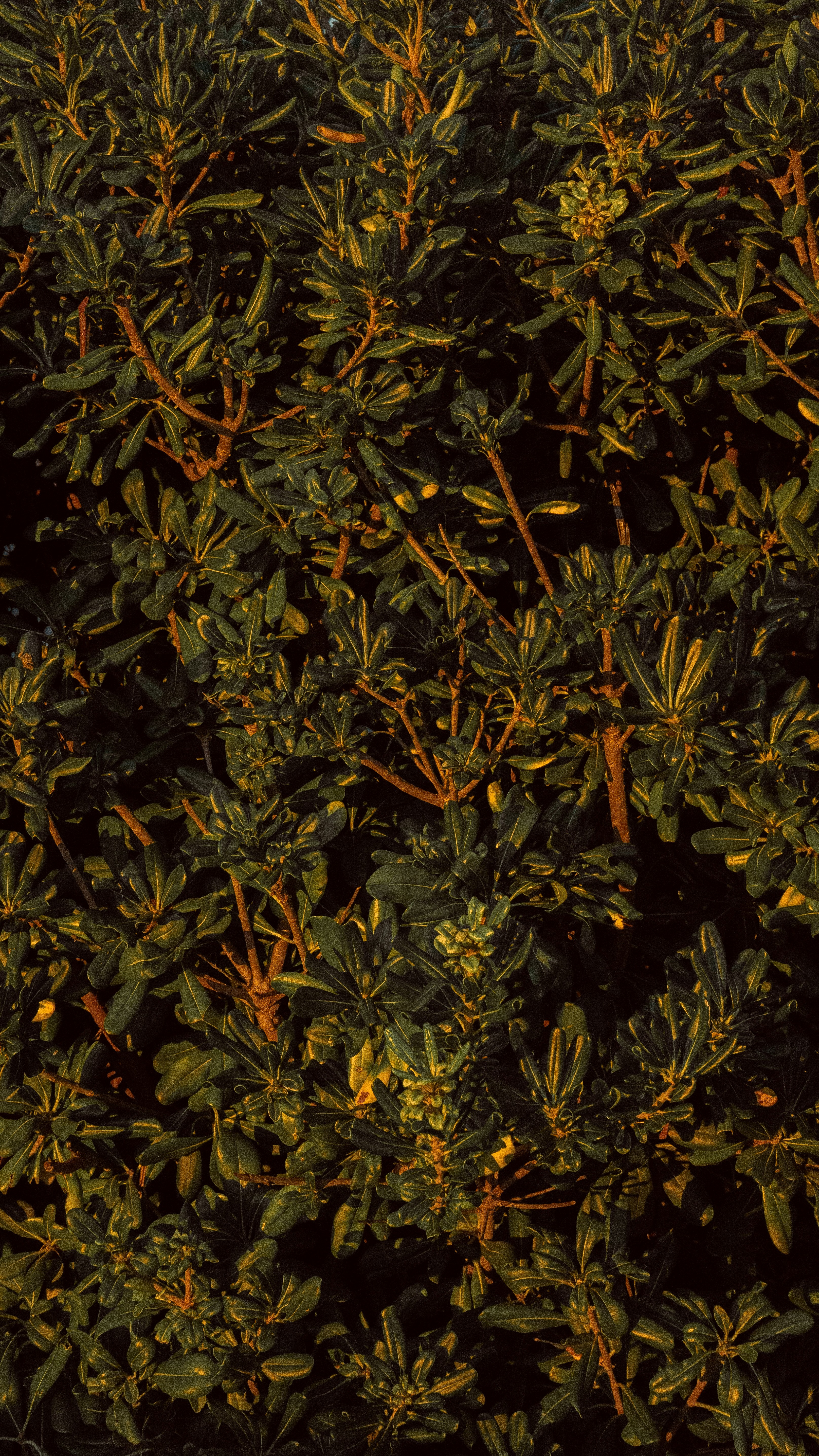 Wallpapers