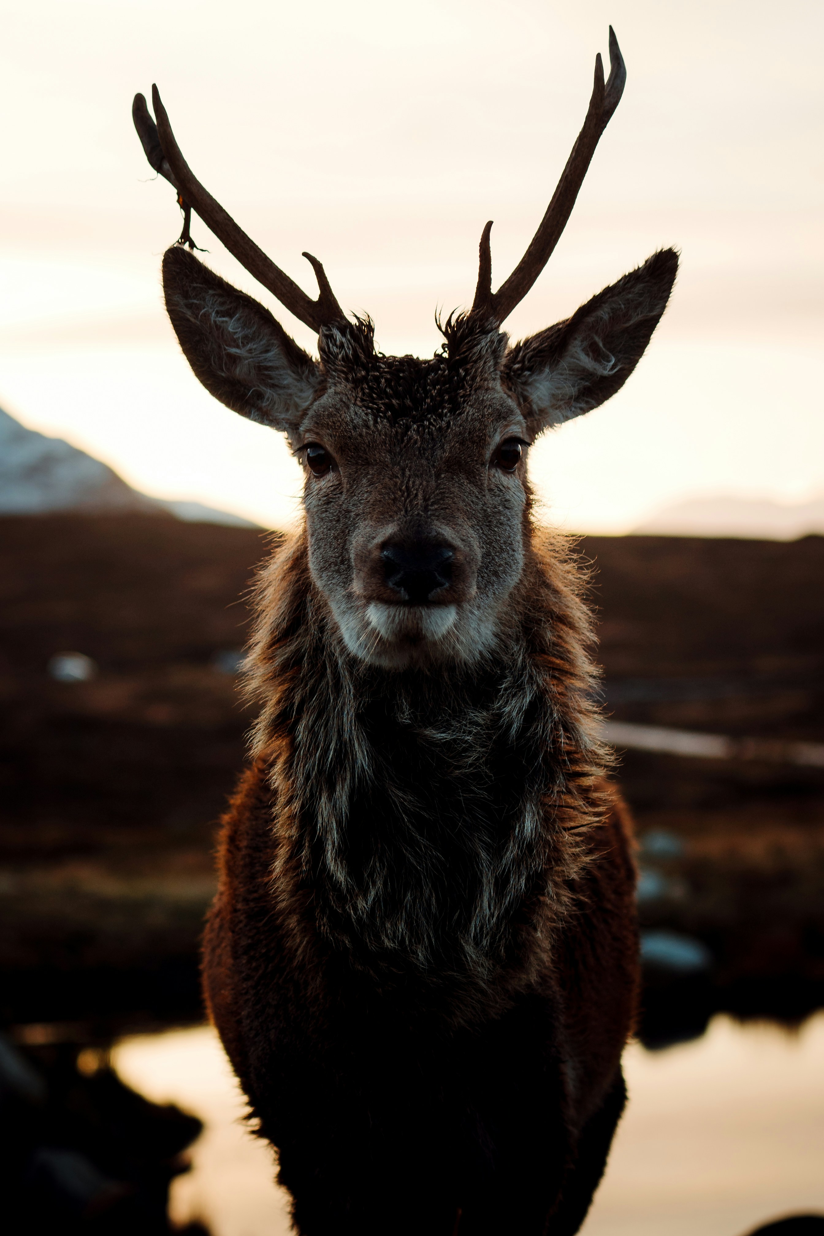 Portrait of a Wild Stag