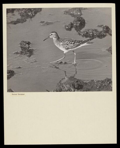 Pectoral Sandpiper in Shallow Water