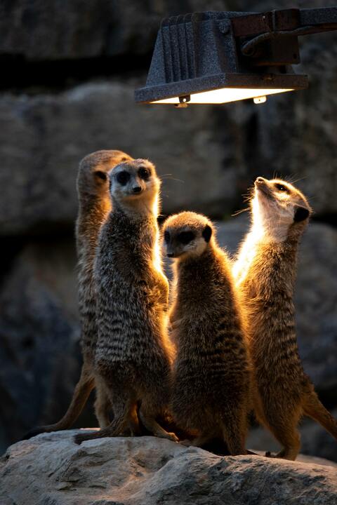 Four Meerkats Under Heat Lamp