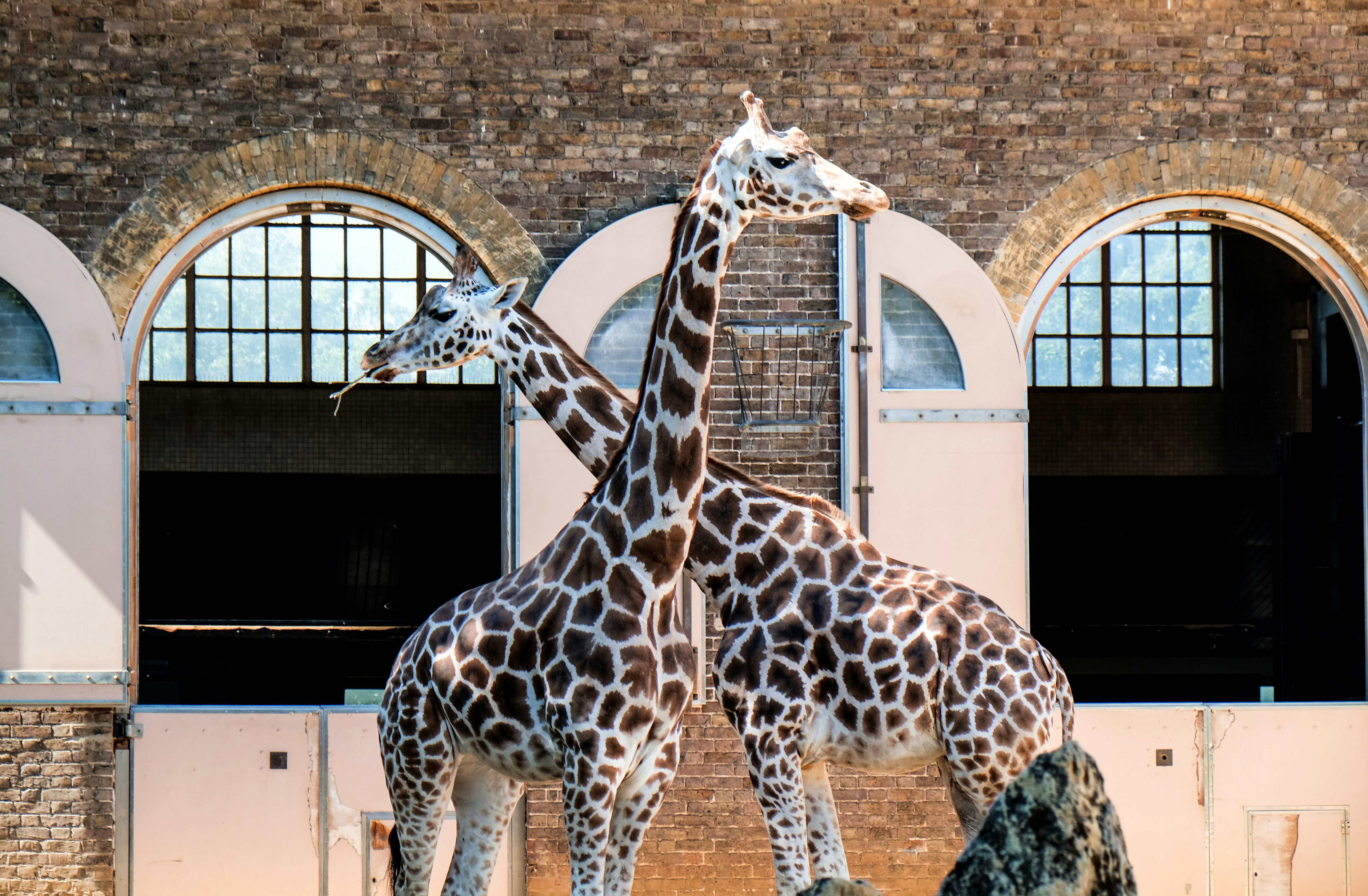 Two Giraffes In Zoo Enclosure