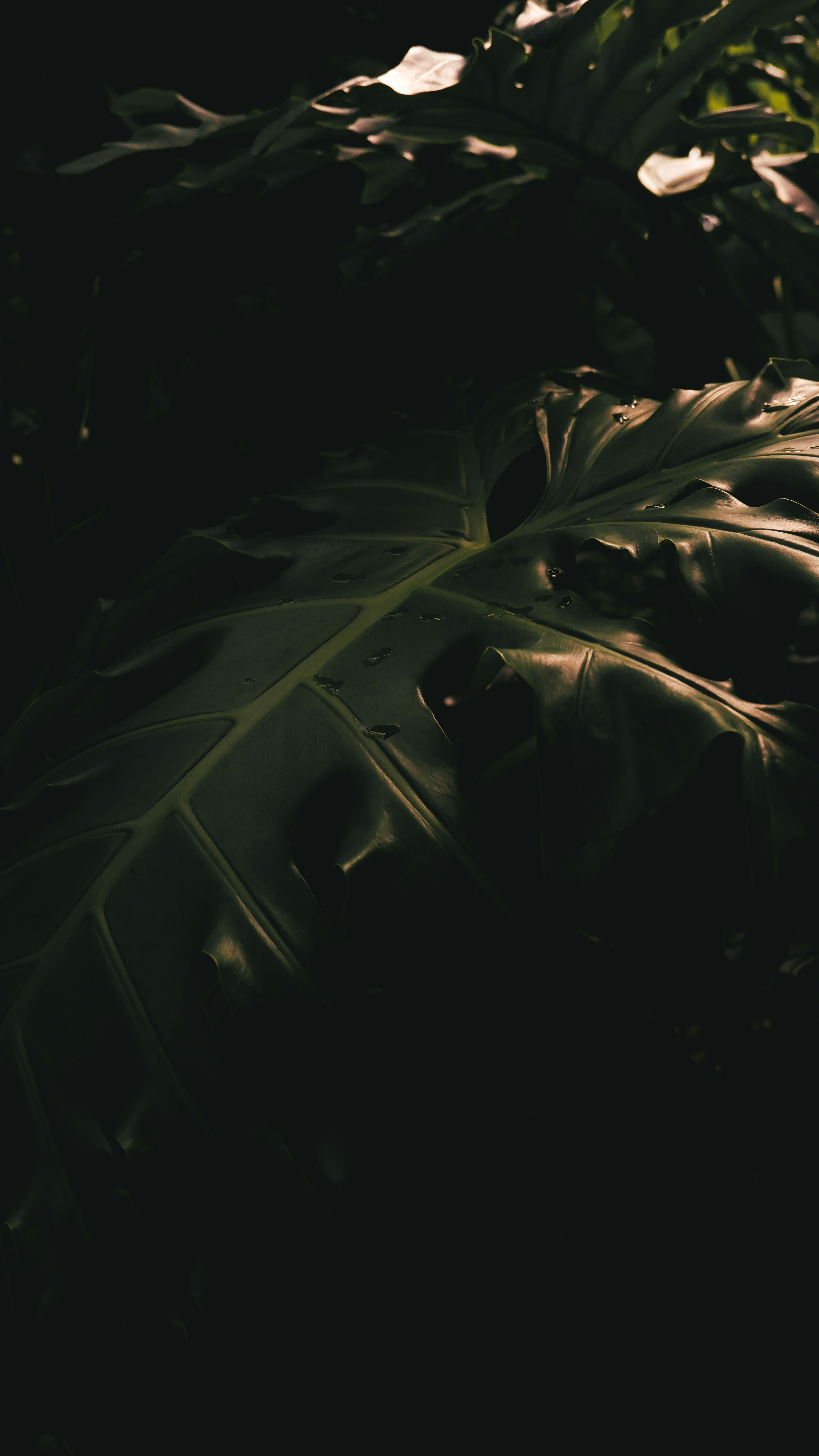 Wallpapers