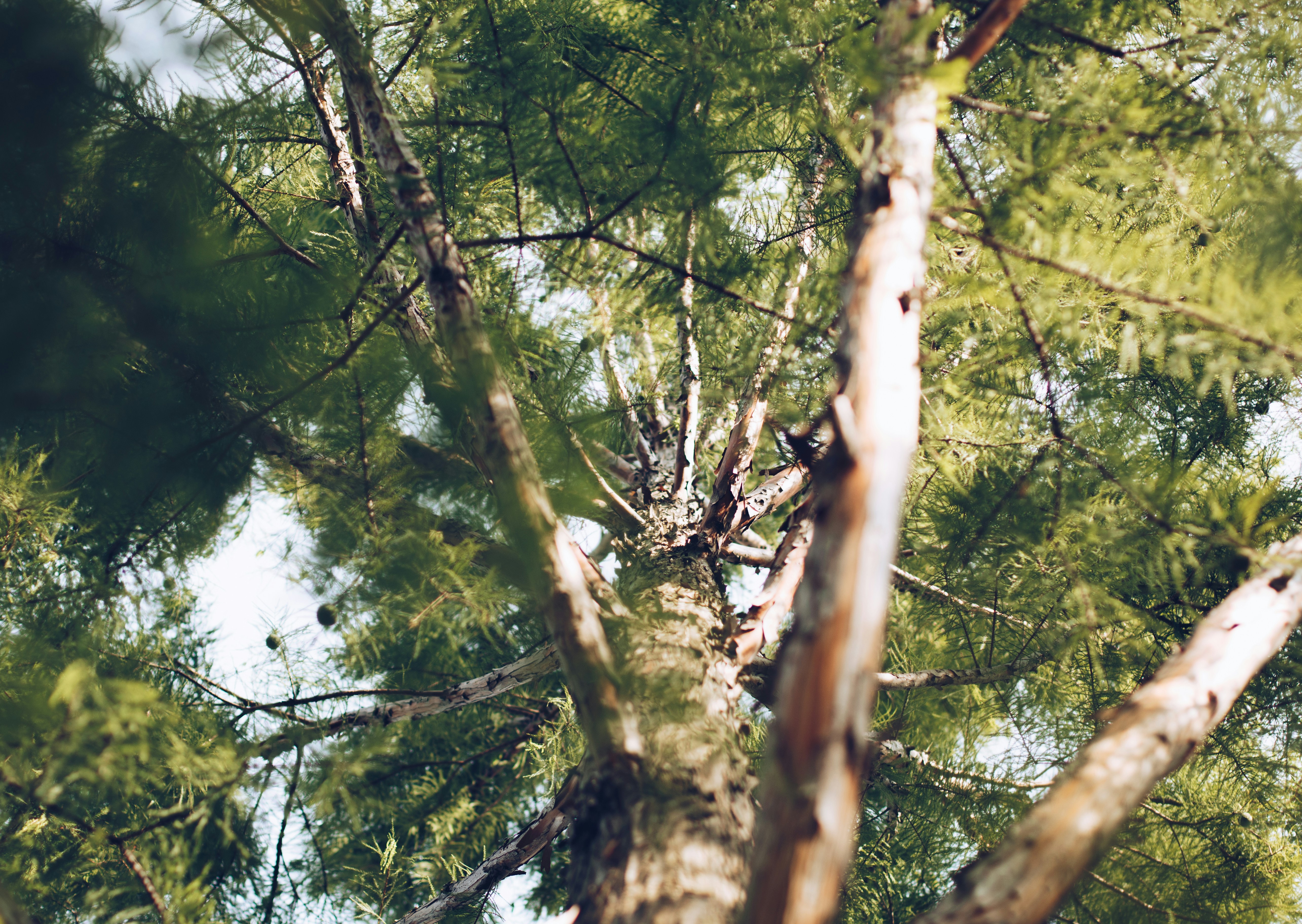 Upward View of Tall Pine Tree