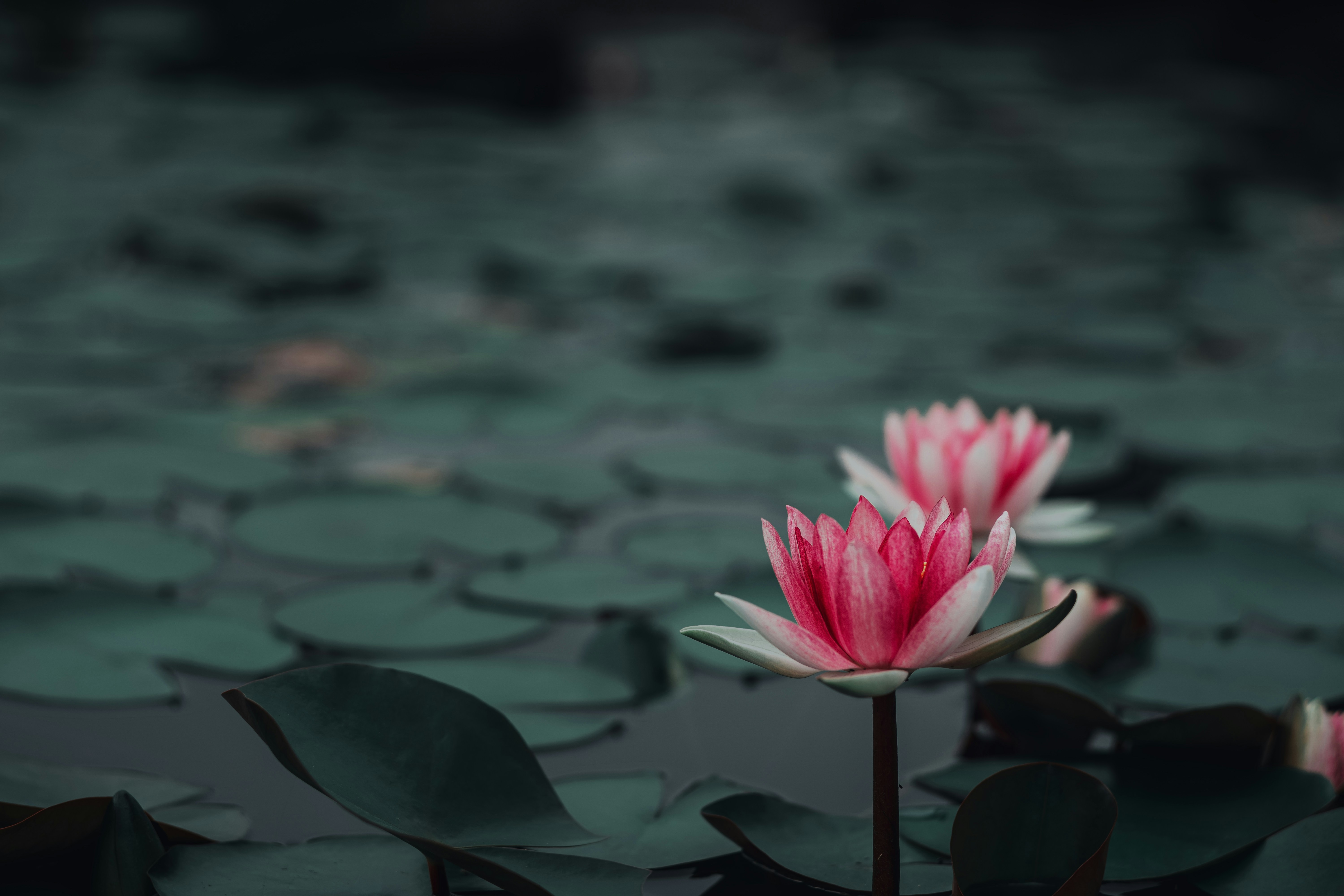 Pink Water Lilies on Pond