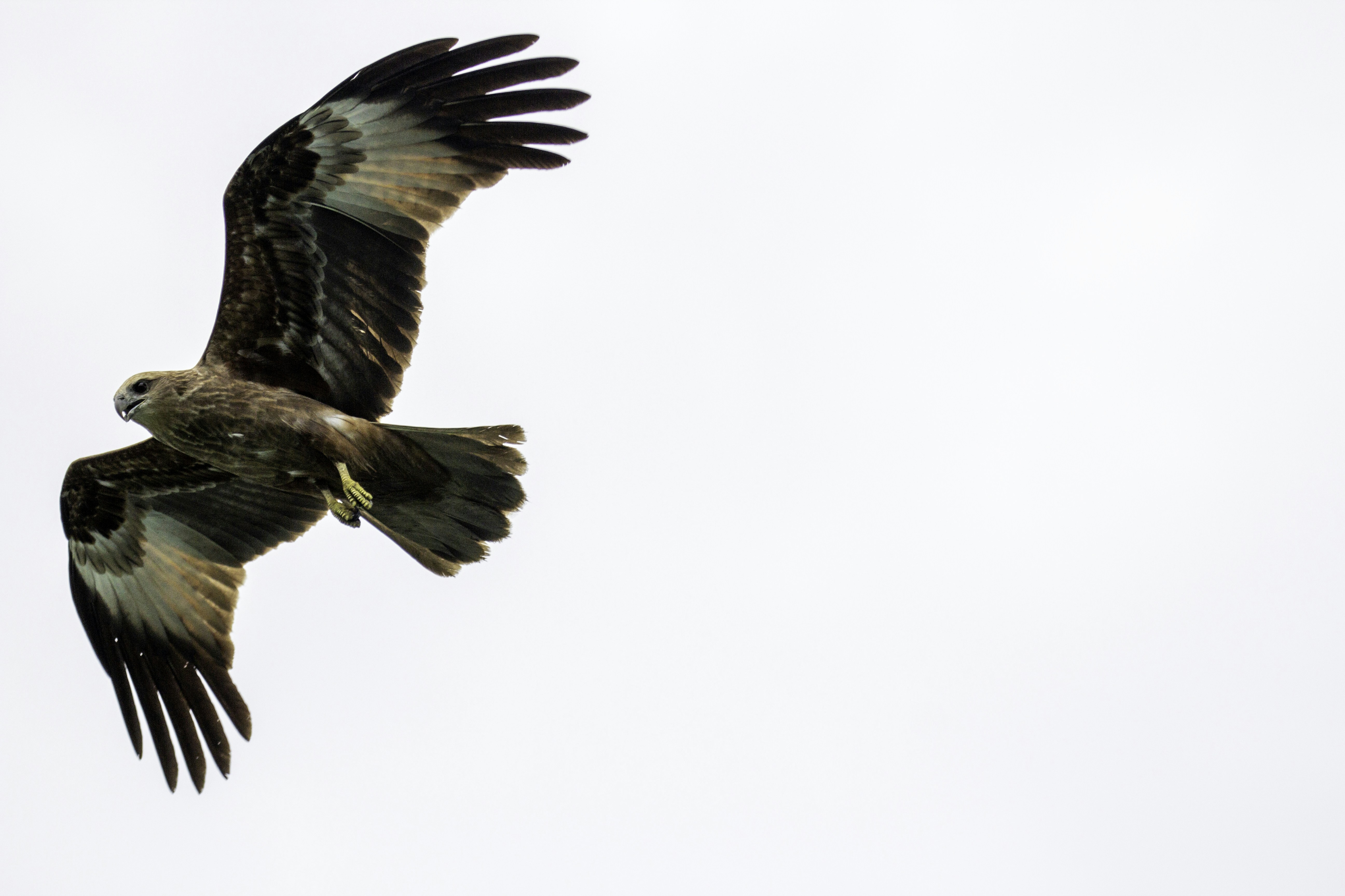 Brown Kite Flying in Pale Sky