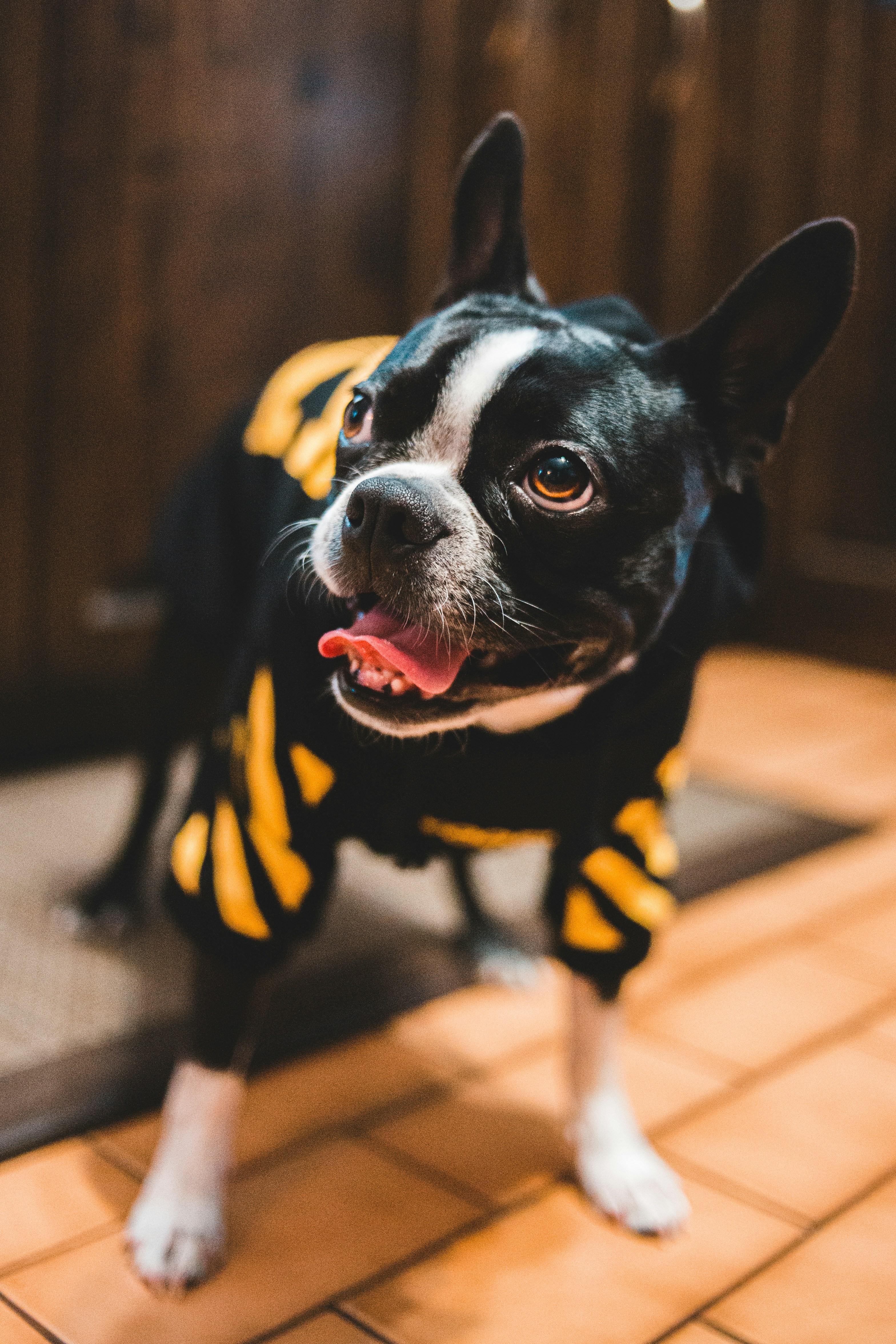 Boston Terrier in Skeleton Costume