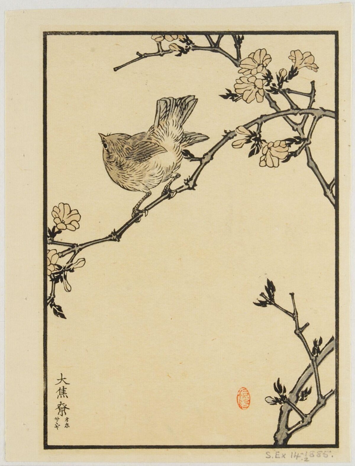 Small Bird on Flowering Cherry Branch