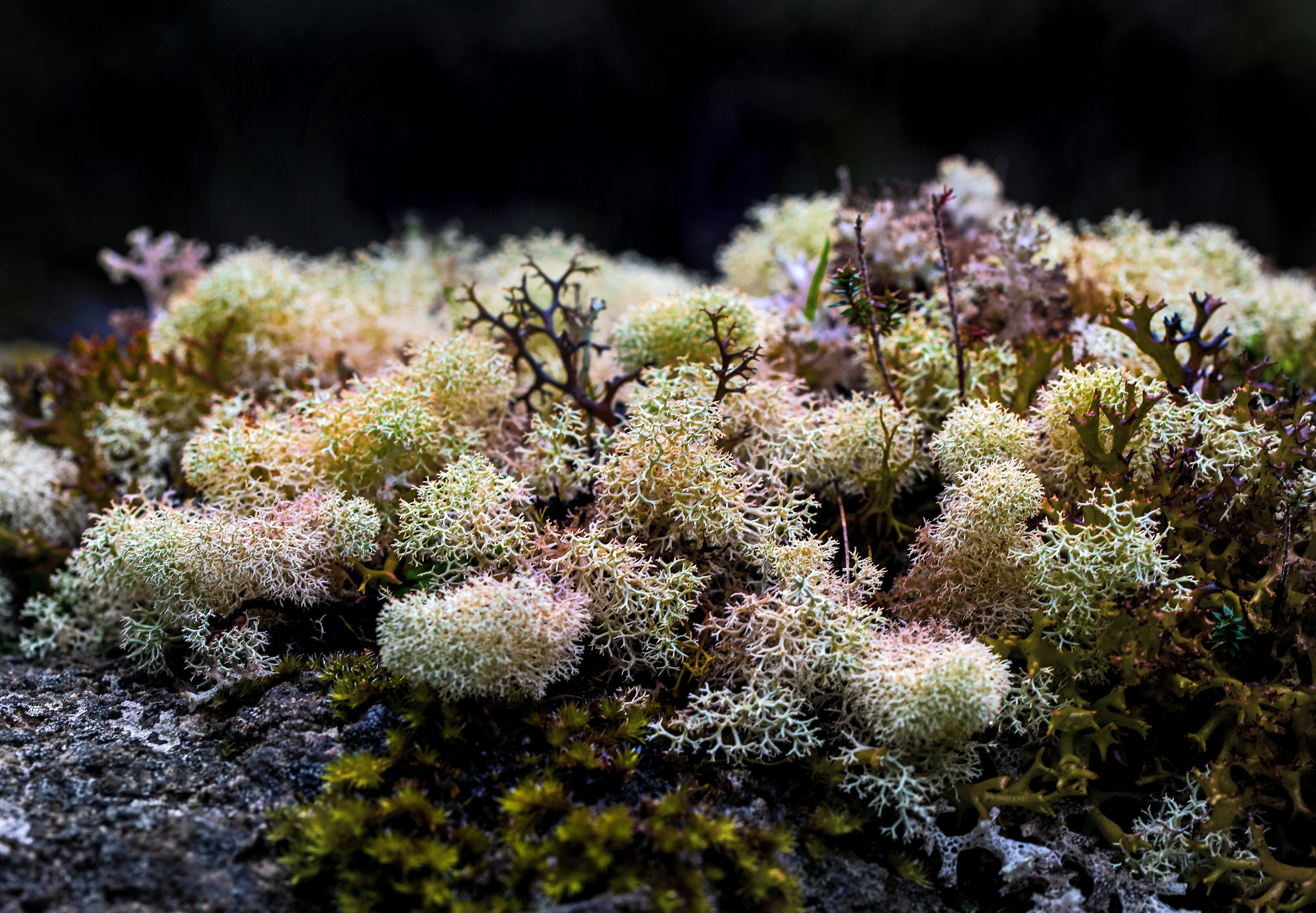 Clustered Lichens Growing on Rock
