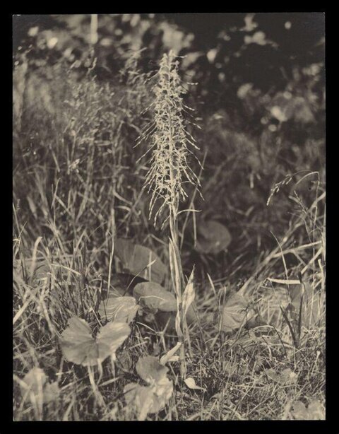 Tall Wild Plant in Grassy Field