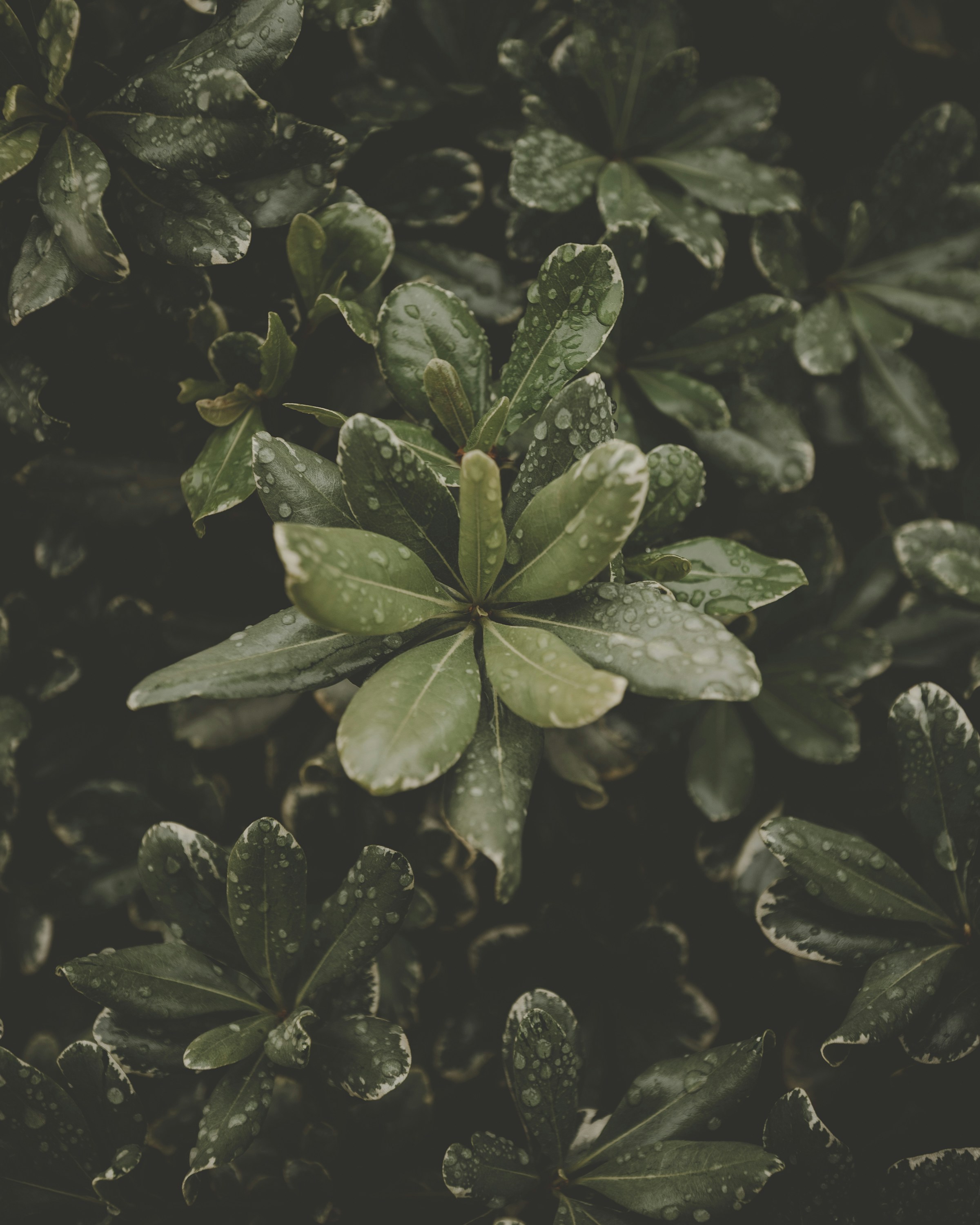 Raindrops on Variegated Green Leaves