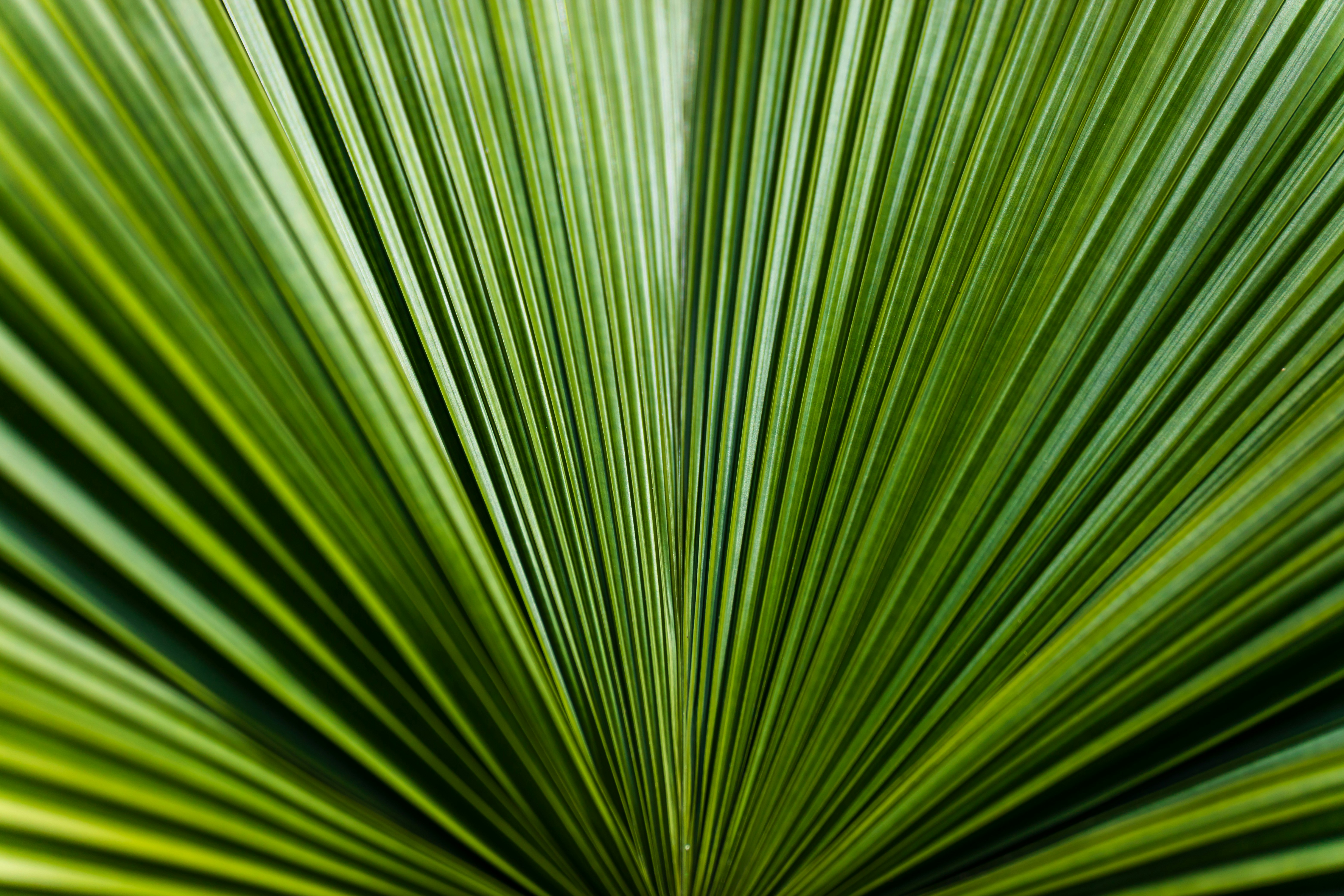 Close-up of Fan Palm Leaf