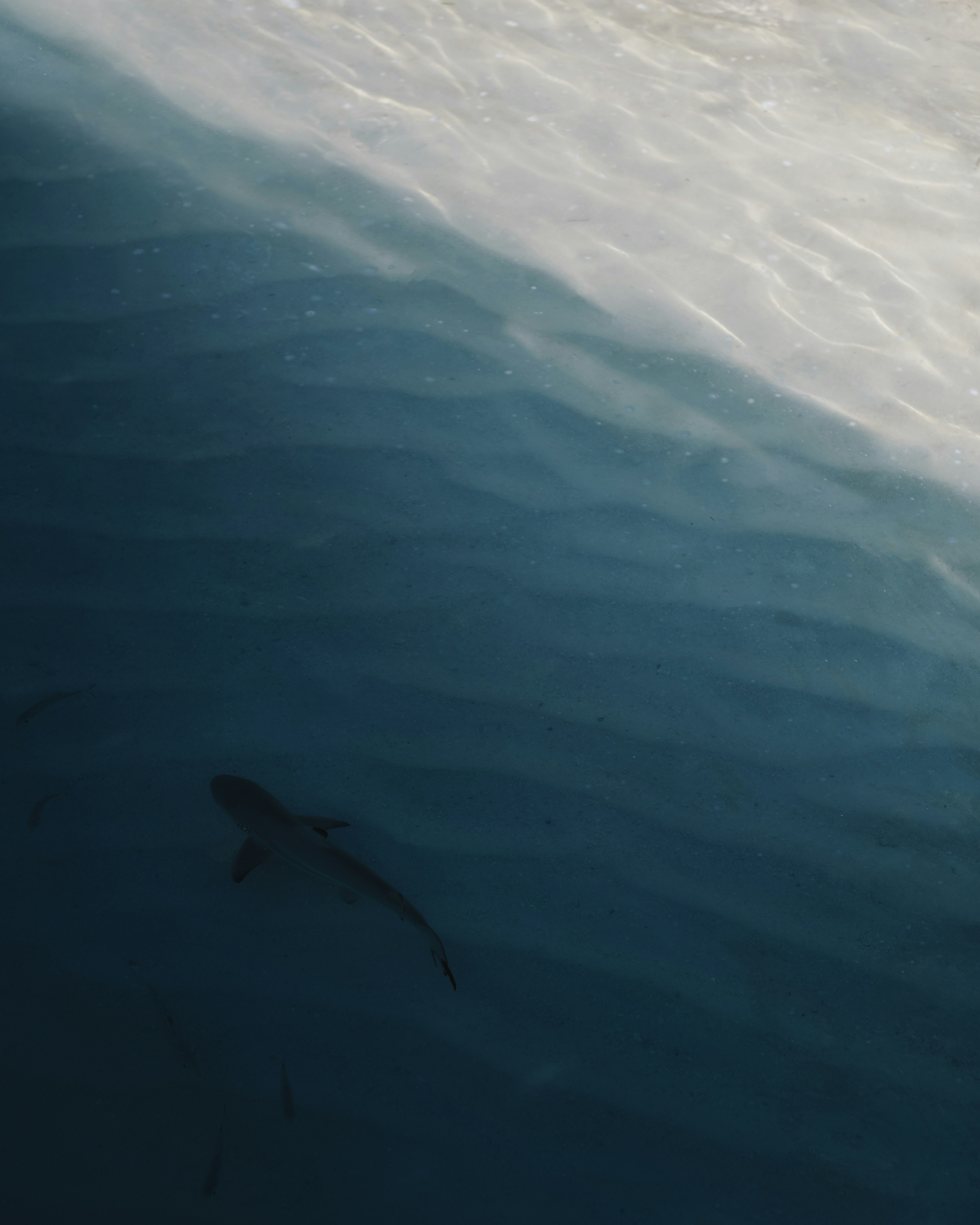 Shark in Shallow Blue Seawater
