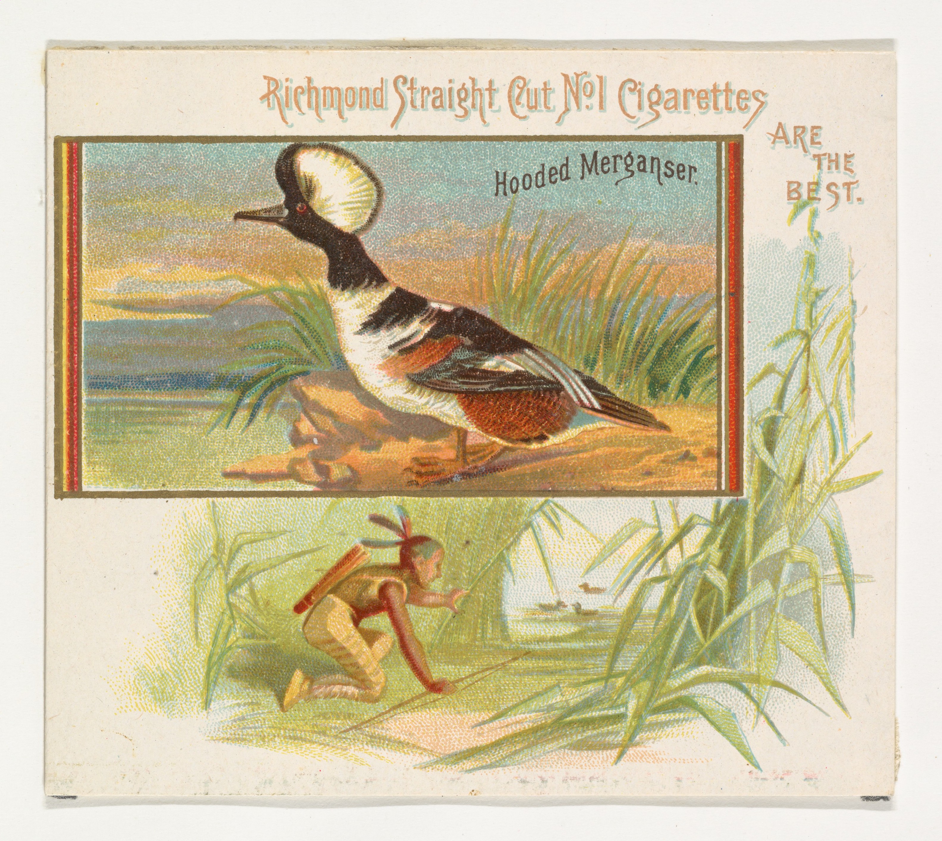 Vintage Hooded Merganser Cigarette Card