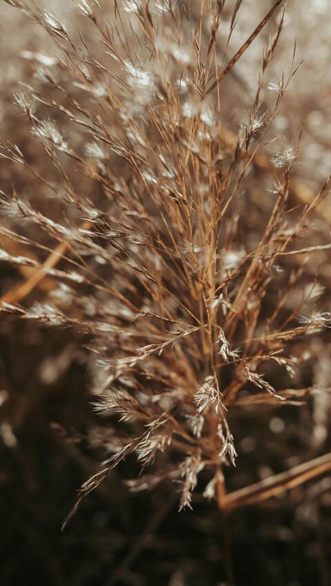 Dried Wild Grass Close Up