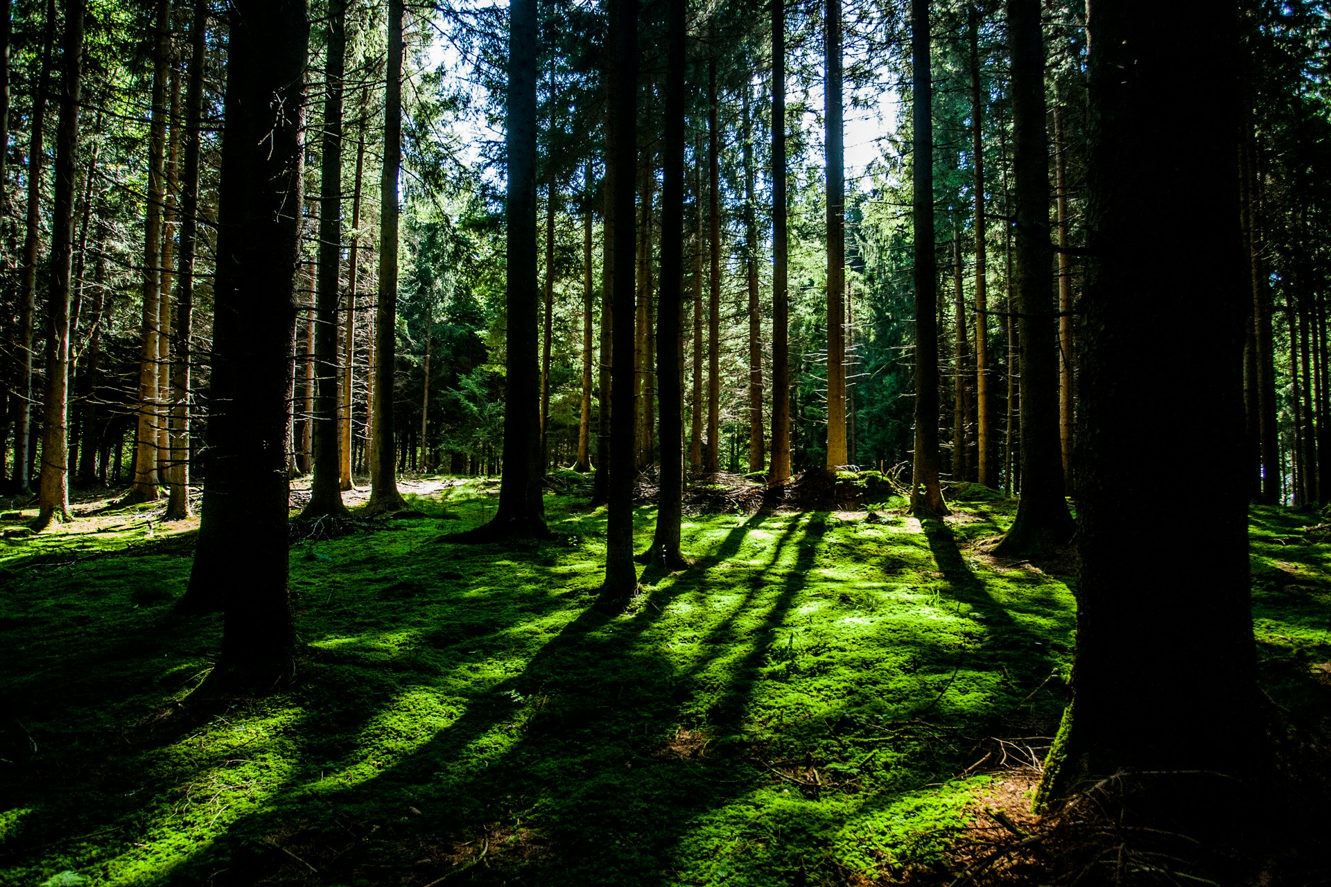 Sunlit Dense Mossy Forest