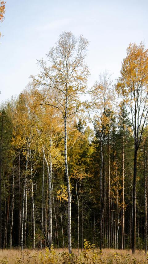 Image 1620592 — Encyclopedia