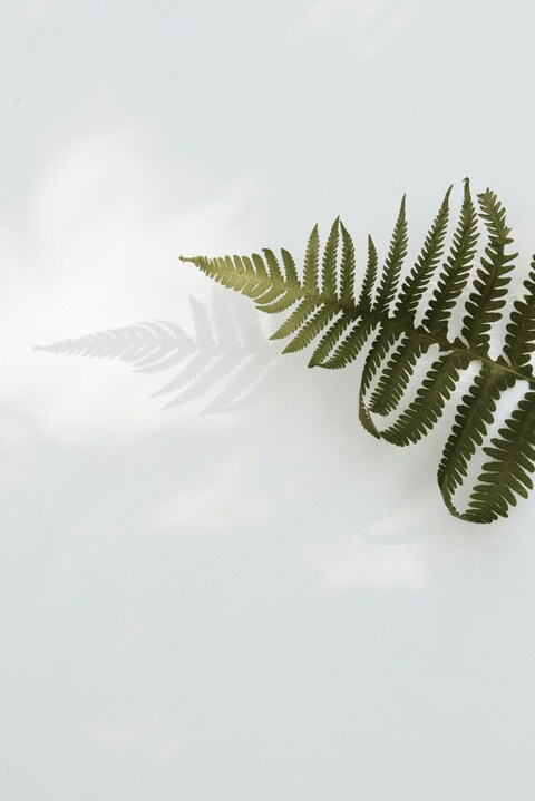 Fern Leaf on White Background