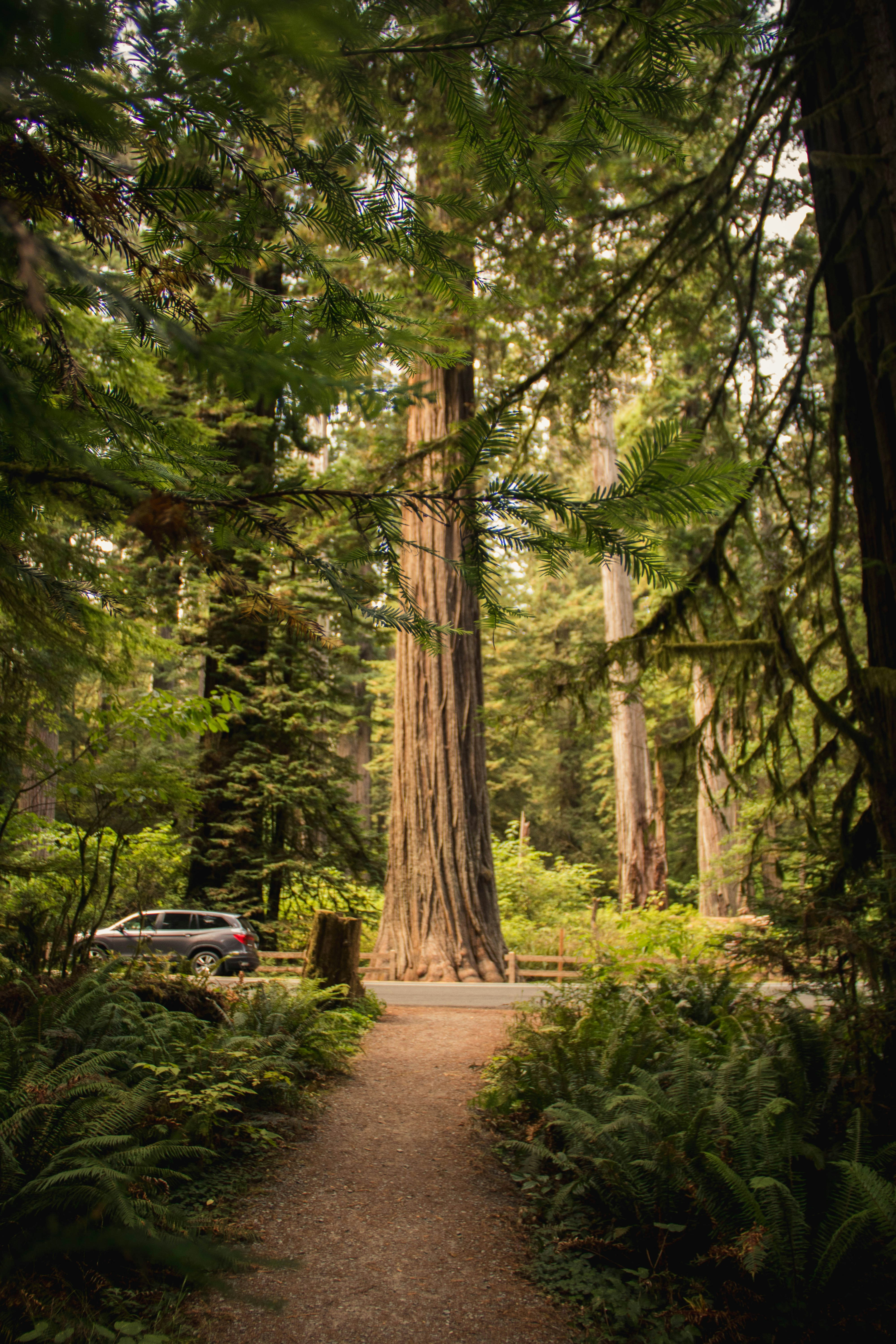Redwood Forest Hiking Trail