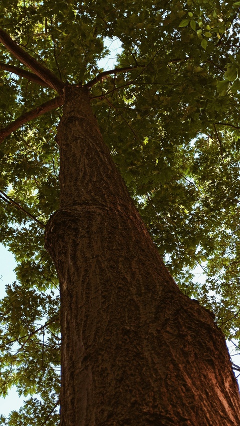 Low Angle View of a Tall Tree