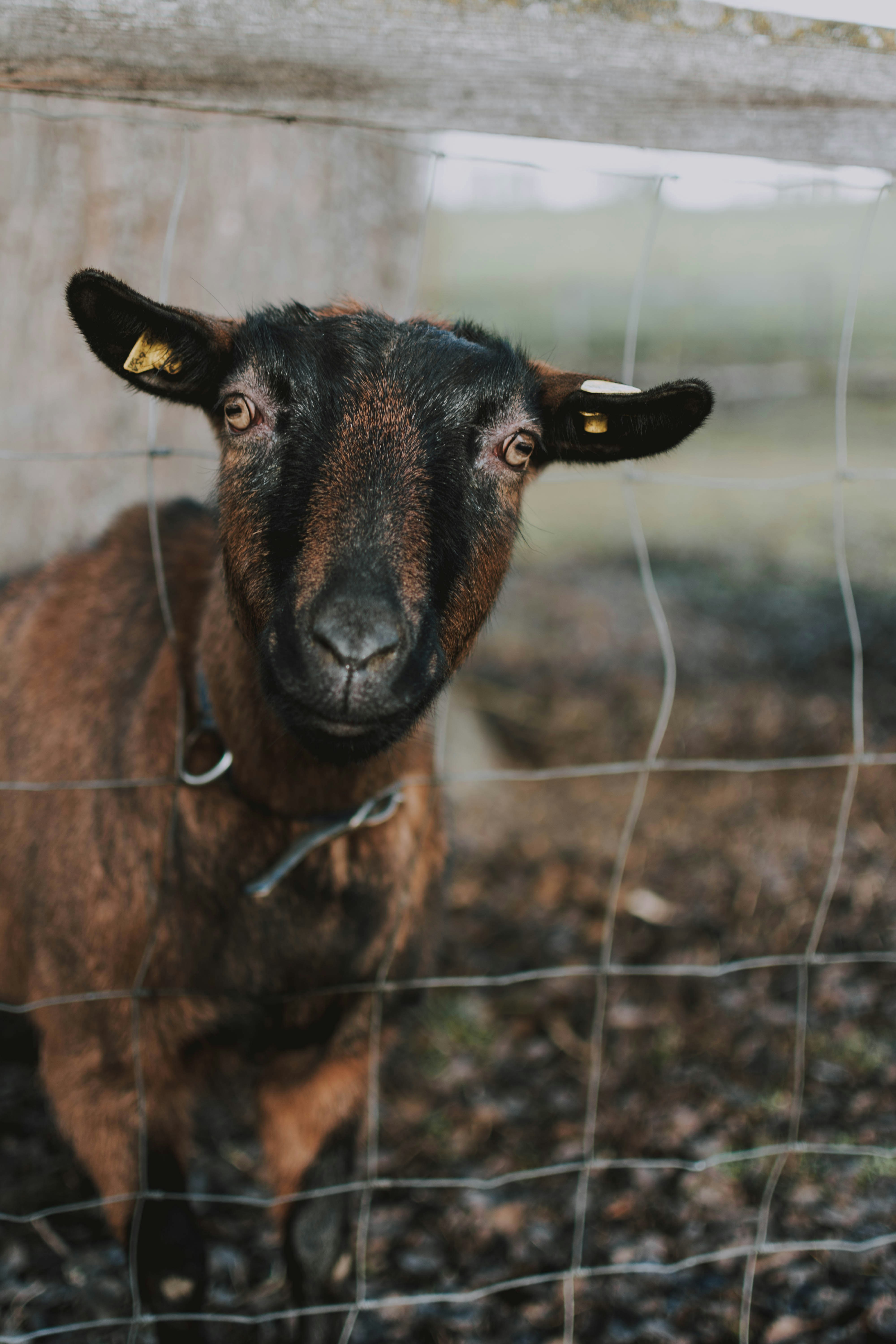 Brown Goat Behind Wire Fence