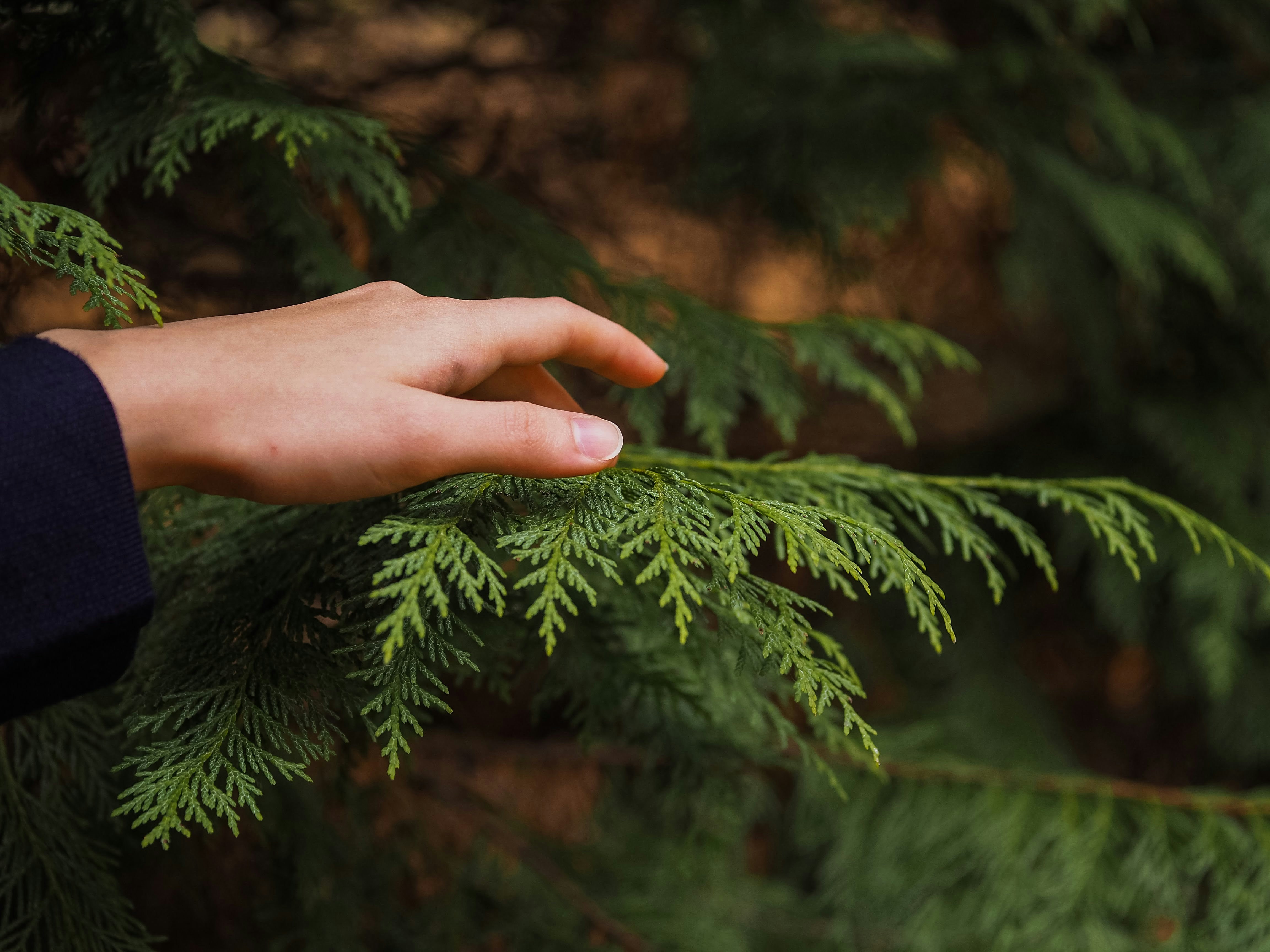 Hand Touching Green Evergreen Foliage