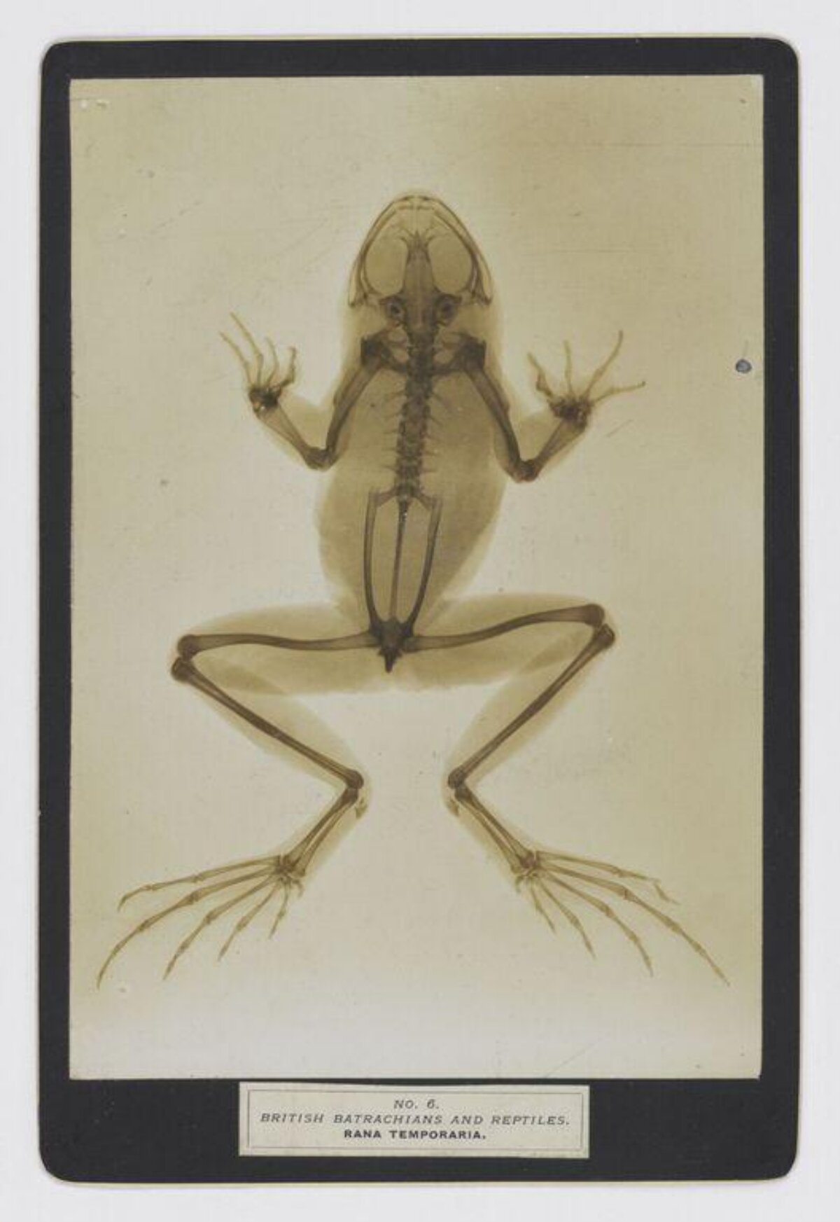 Vintage Common Frog Skeleton Slide