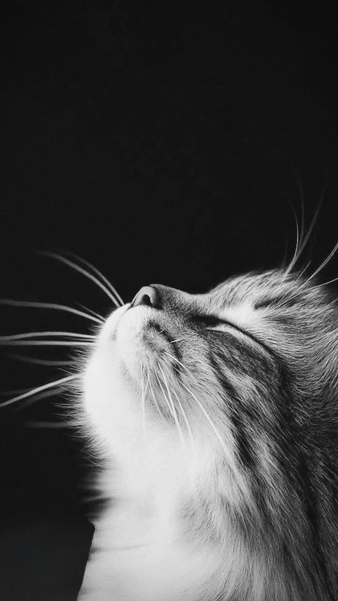 Black and White Cat Looking Up