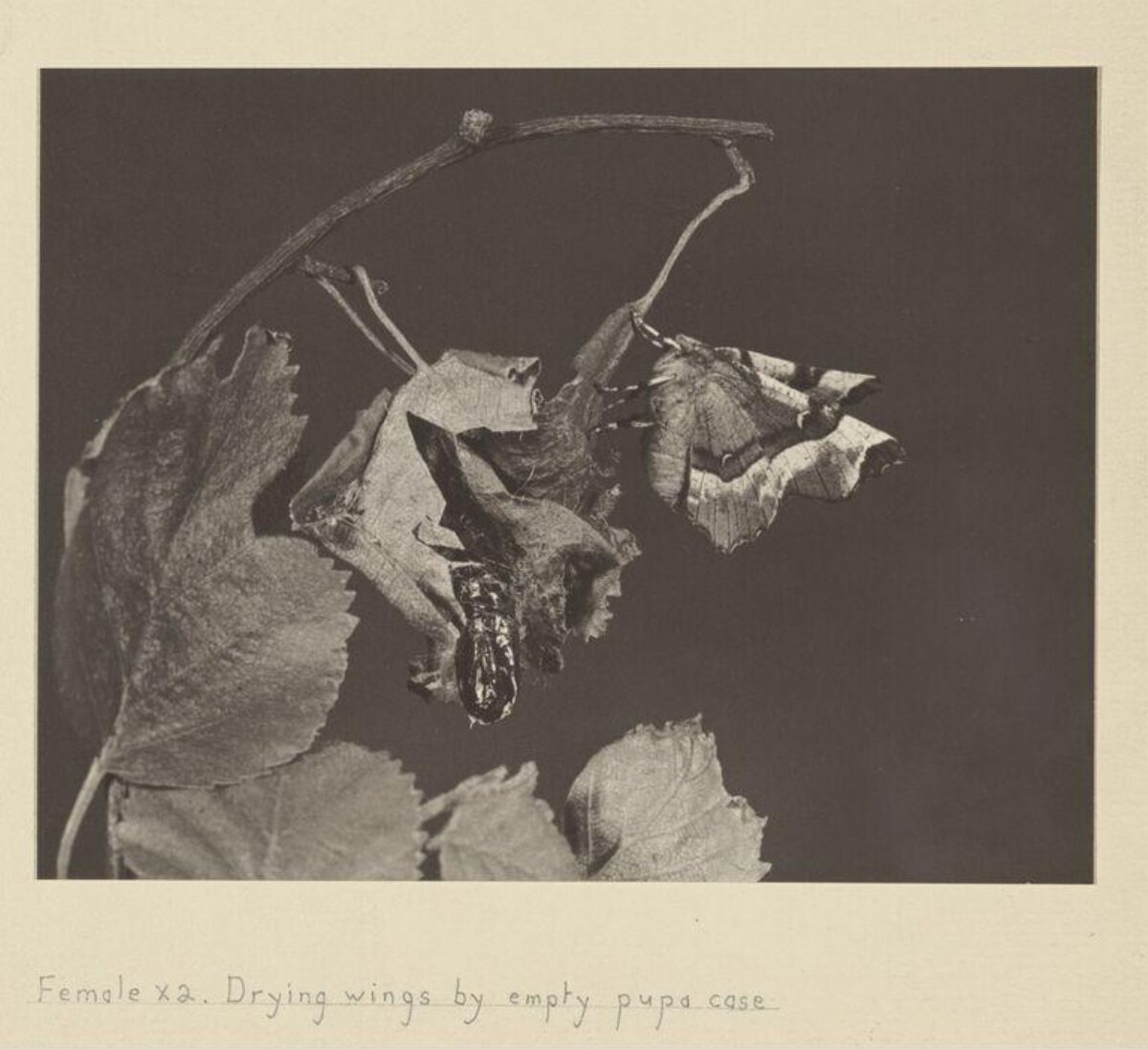 Moth Drying Wings by Empty Pupa Case