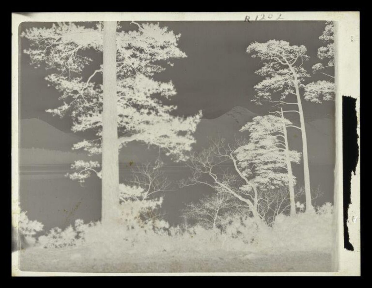 Lakeside Pine Mountain Landscape Negative