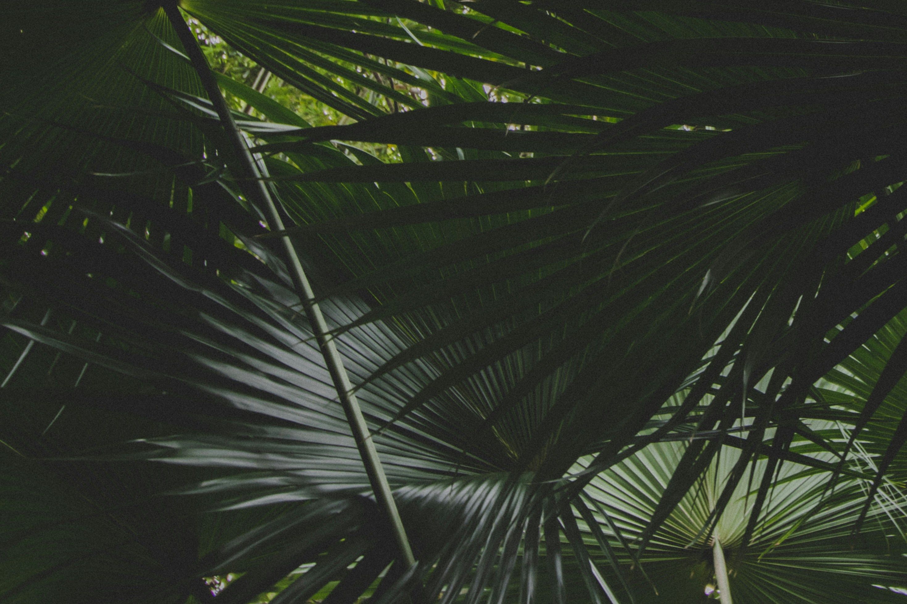 Overlapping Palm Fan Leaves