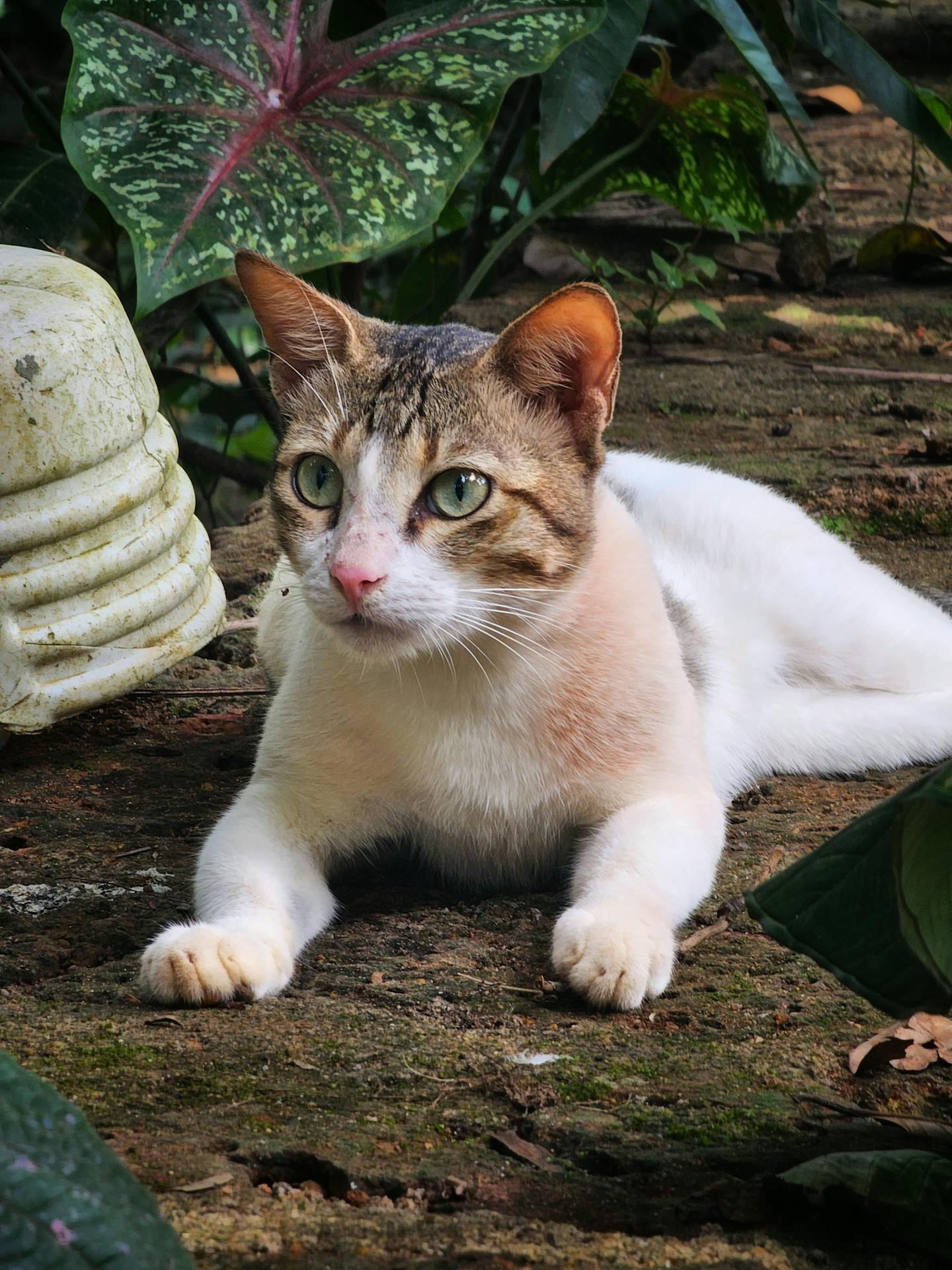 Green-eyed Bicolor Cat Resting Outdoors