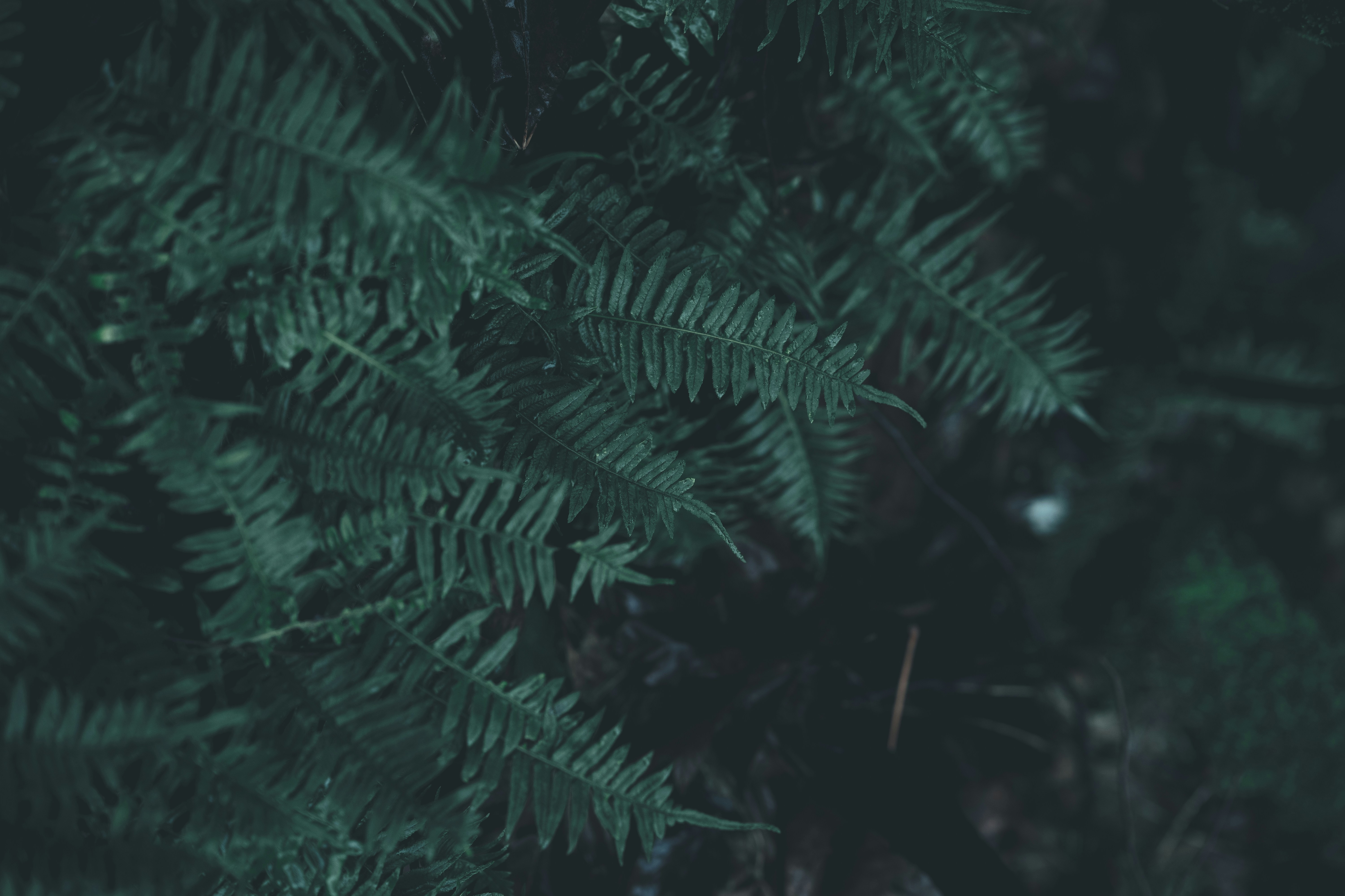 Close-up of Dark Fern Foliage