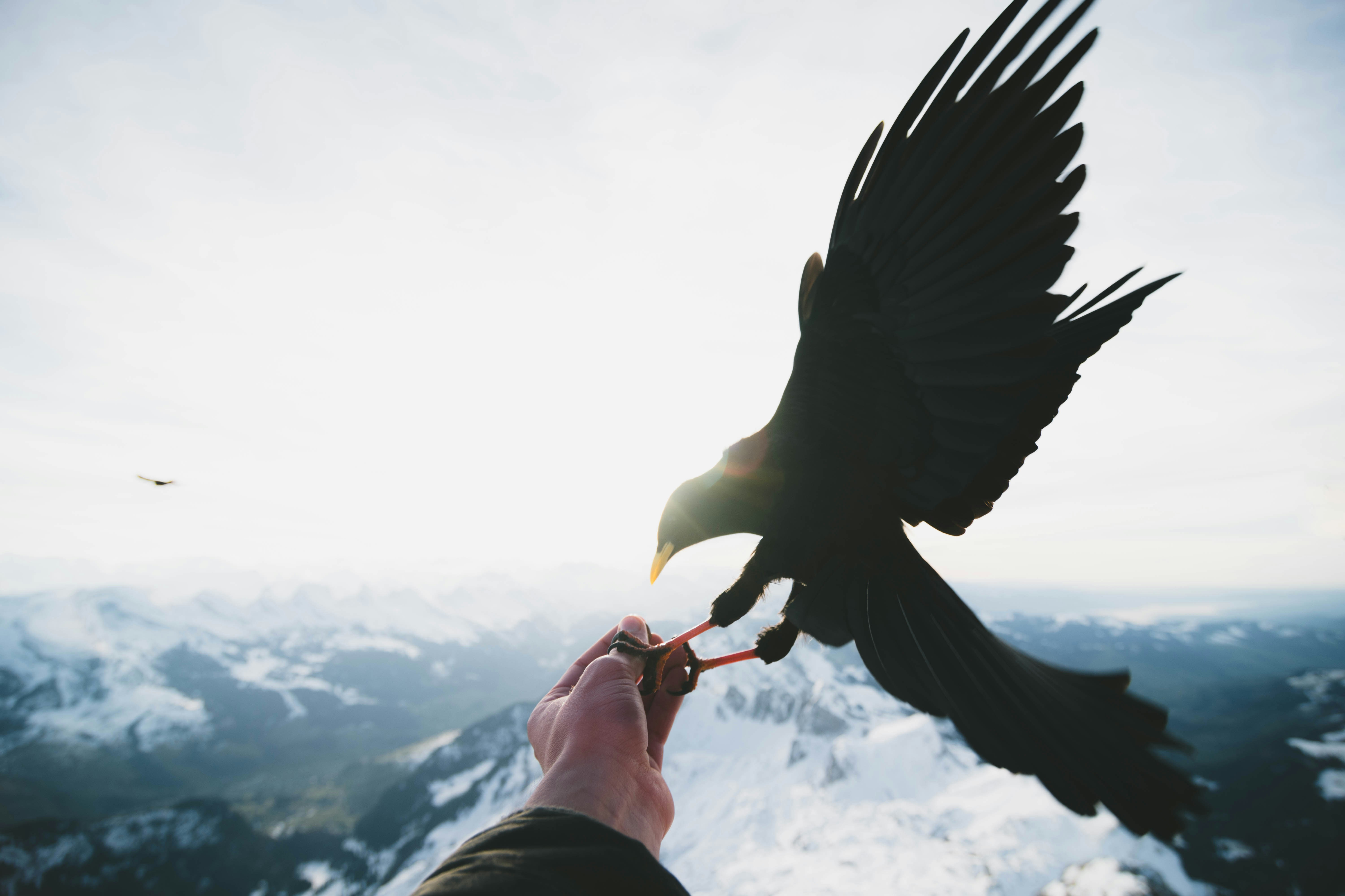 Releasing Black Bird Over Snowy Mountains