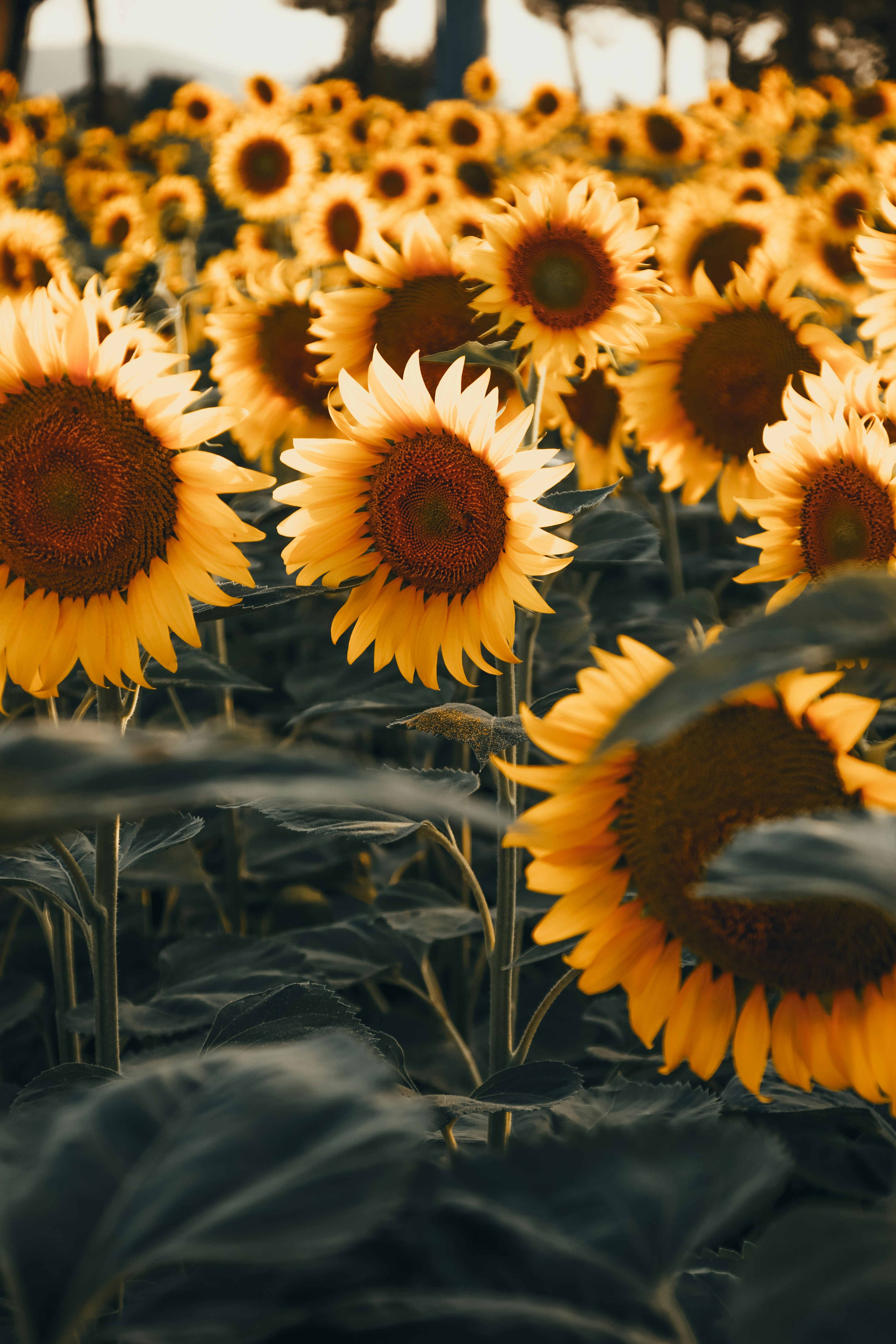Close-up of Sunflower Field