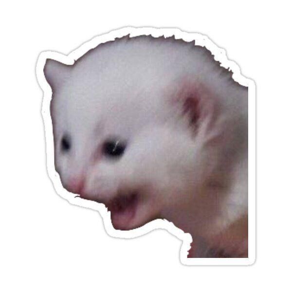 Shocked White Ferret Meme Sticker