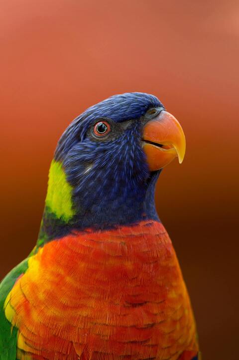 Close-up Portrait of Rainbow Lorikeet