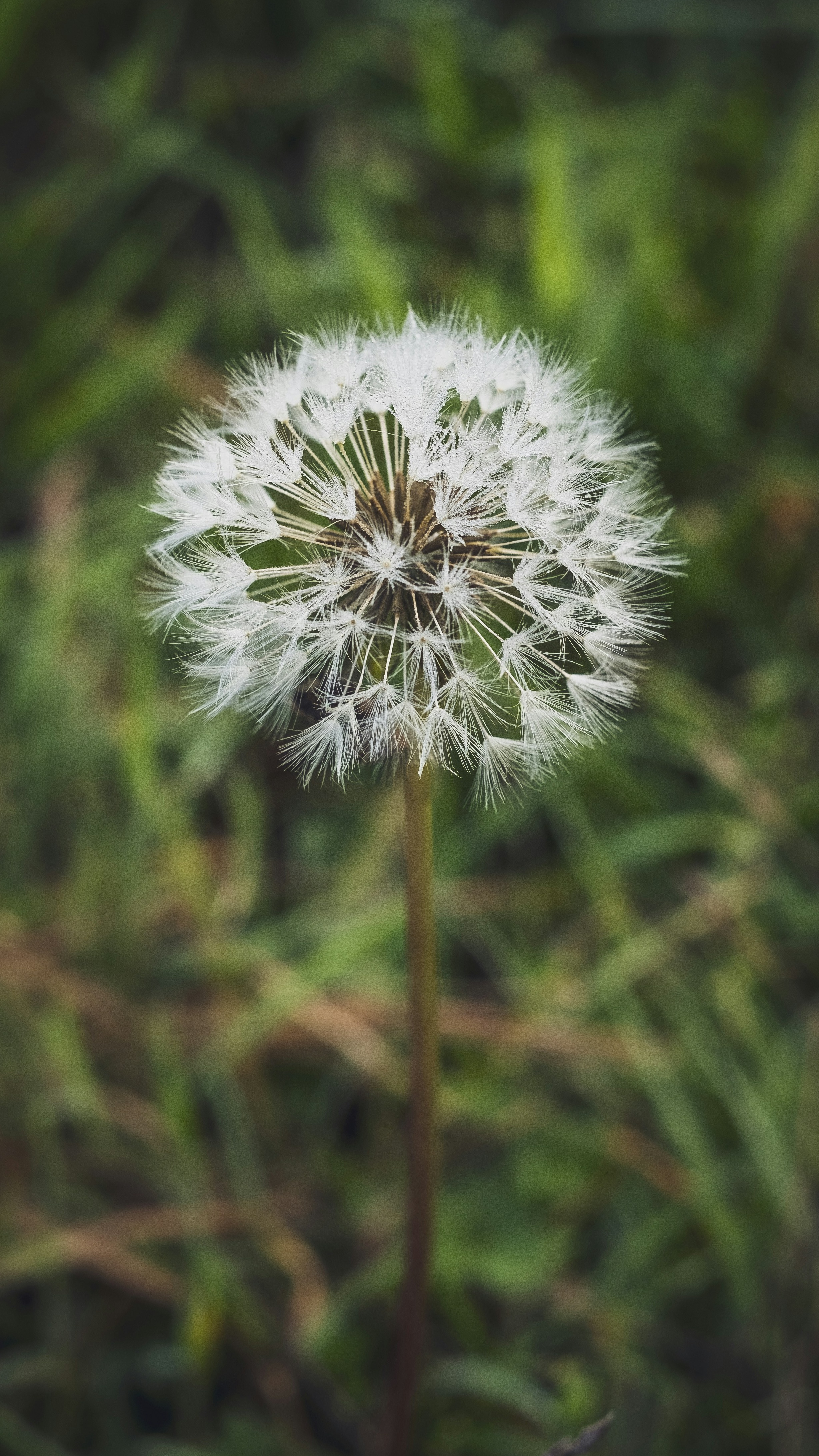 Single Dandelion Seed Head