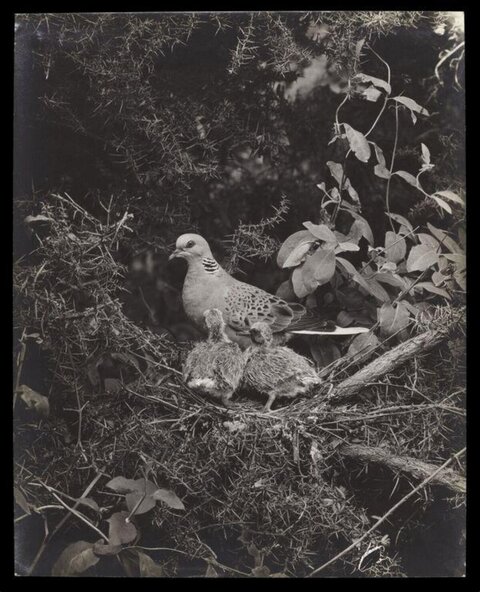 Adult Dove and Chicks in Nest