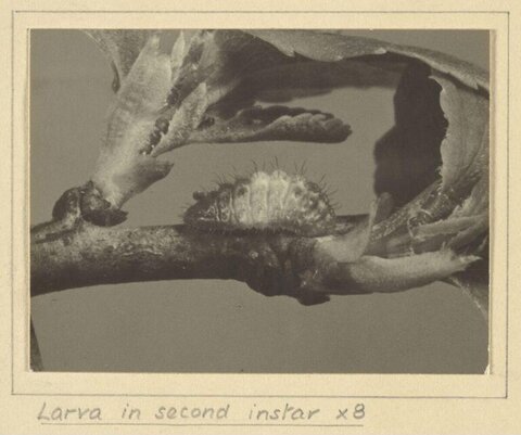 Second Instar Larva on Plant Branch