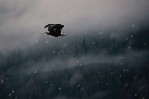 Bald Eagle Flying in Snowfall